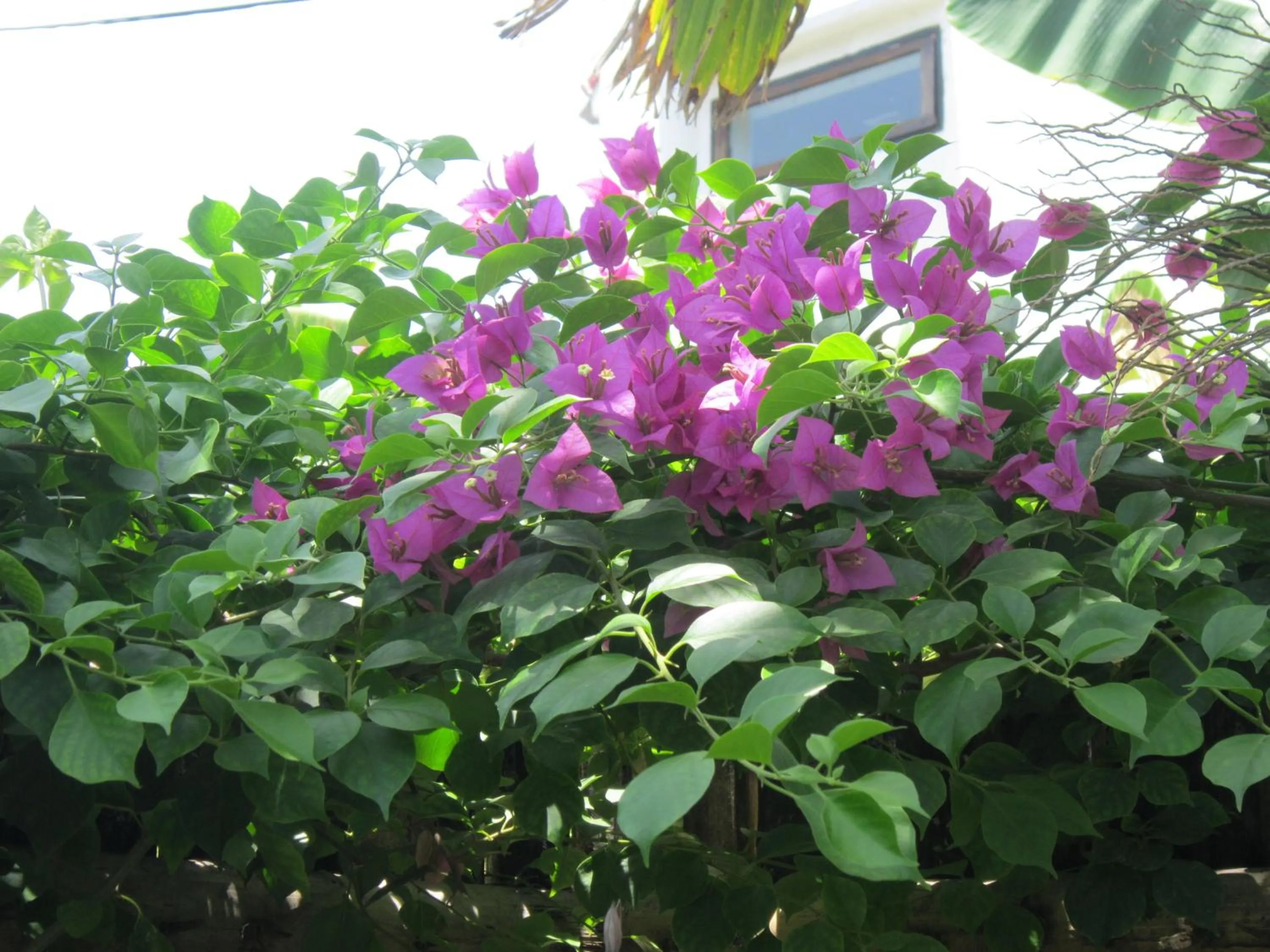 Spring in Local Beach Homestay