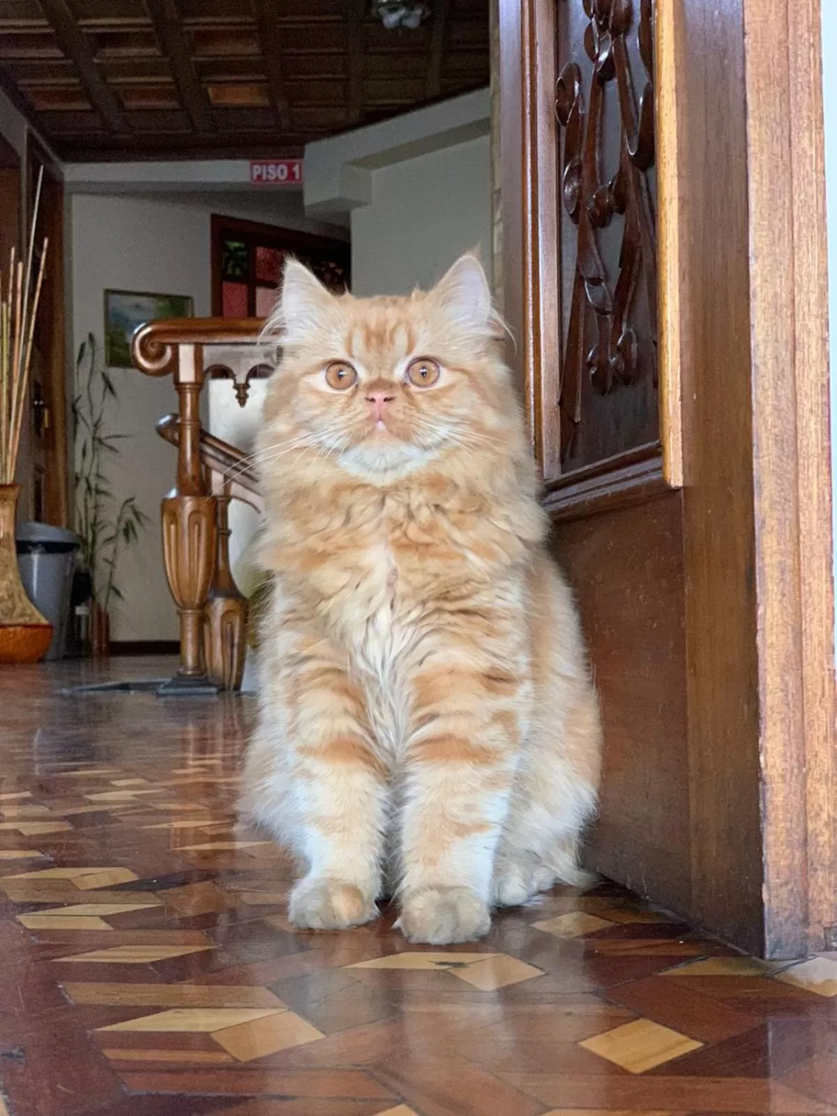 Pets in HOTEL 4 RIOS