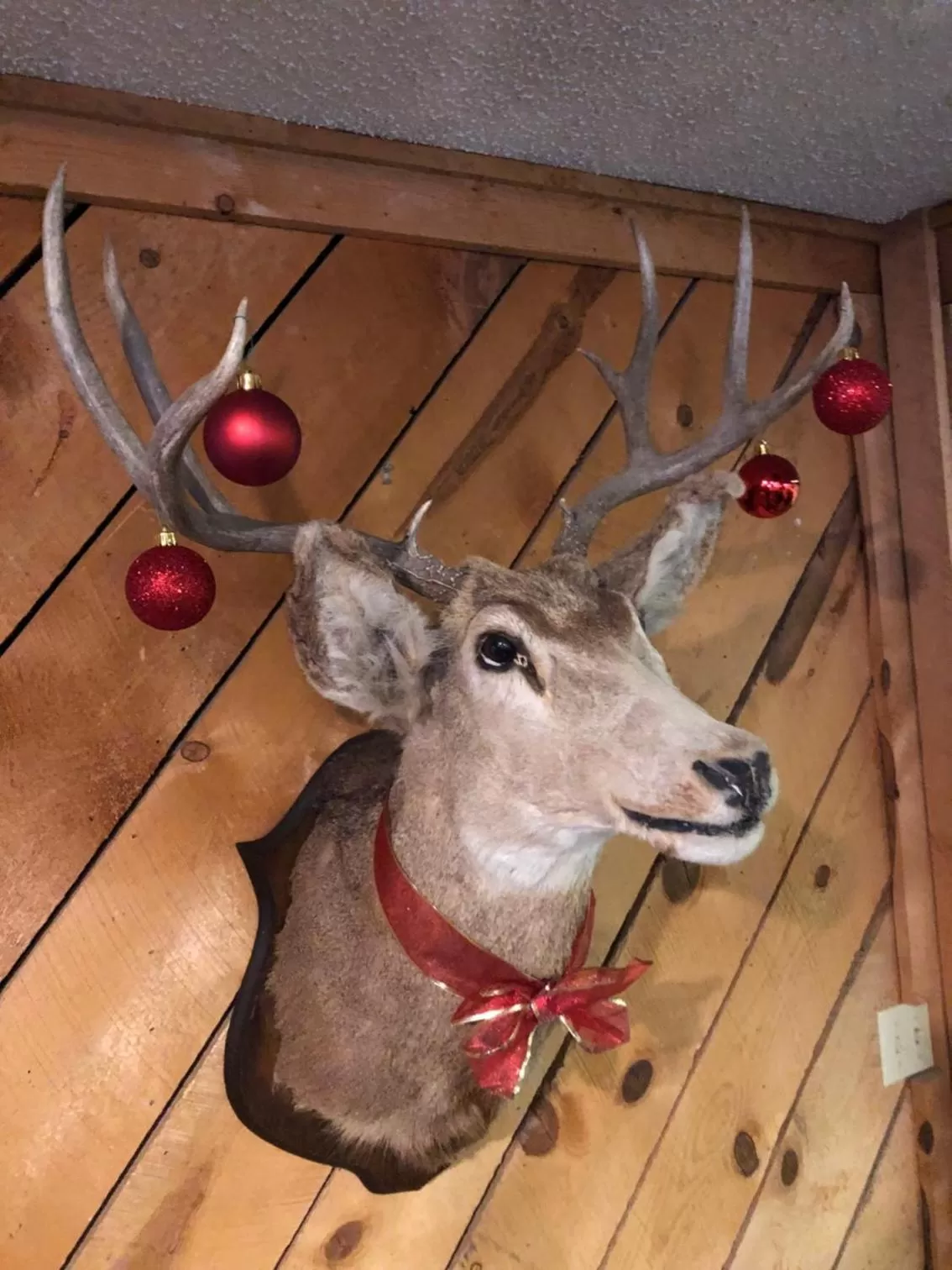 Winter, Pets in Timber Ridge Lodge Ouray