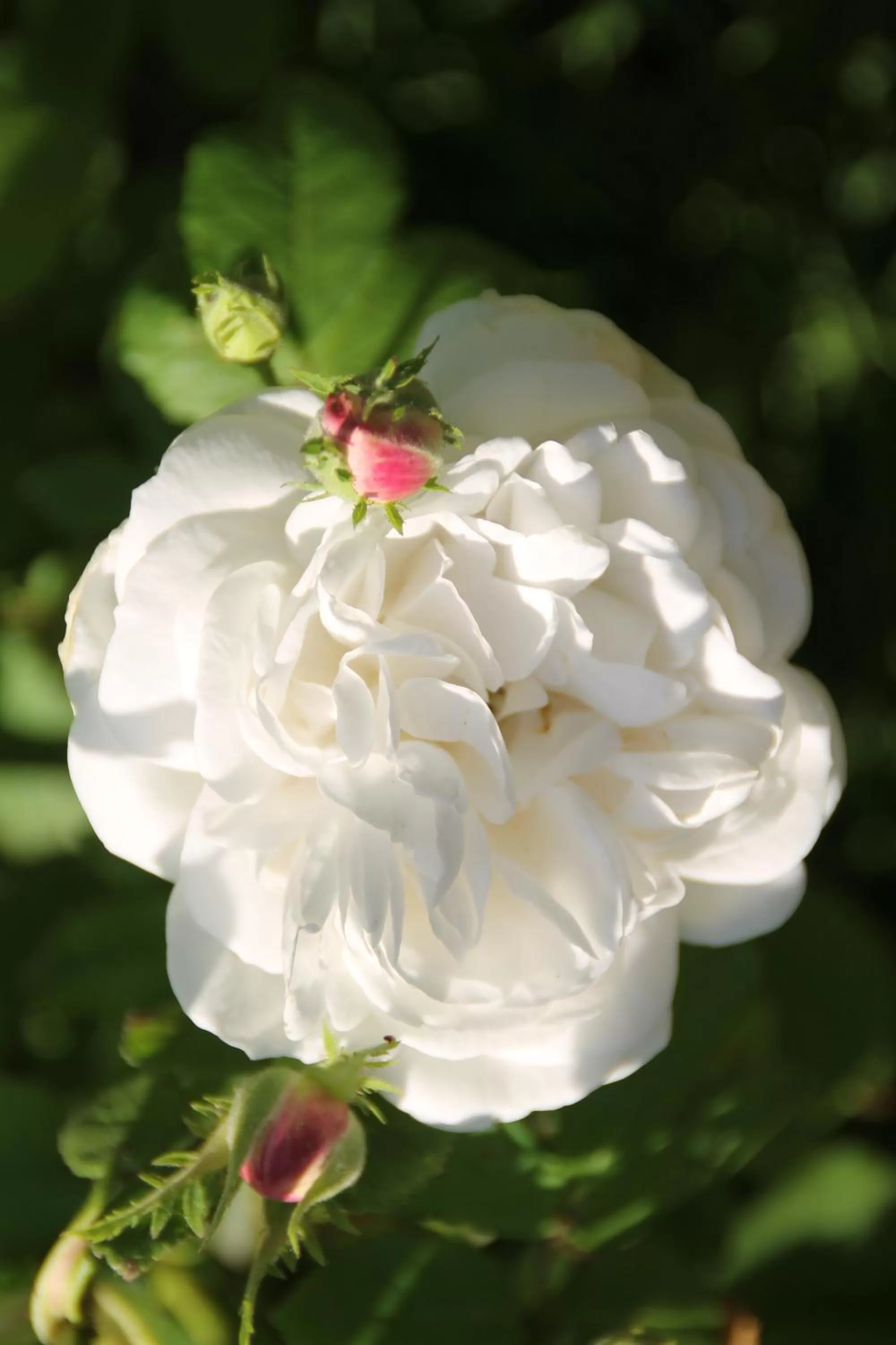 Malistorpets Rosor Bed & Kitchen