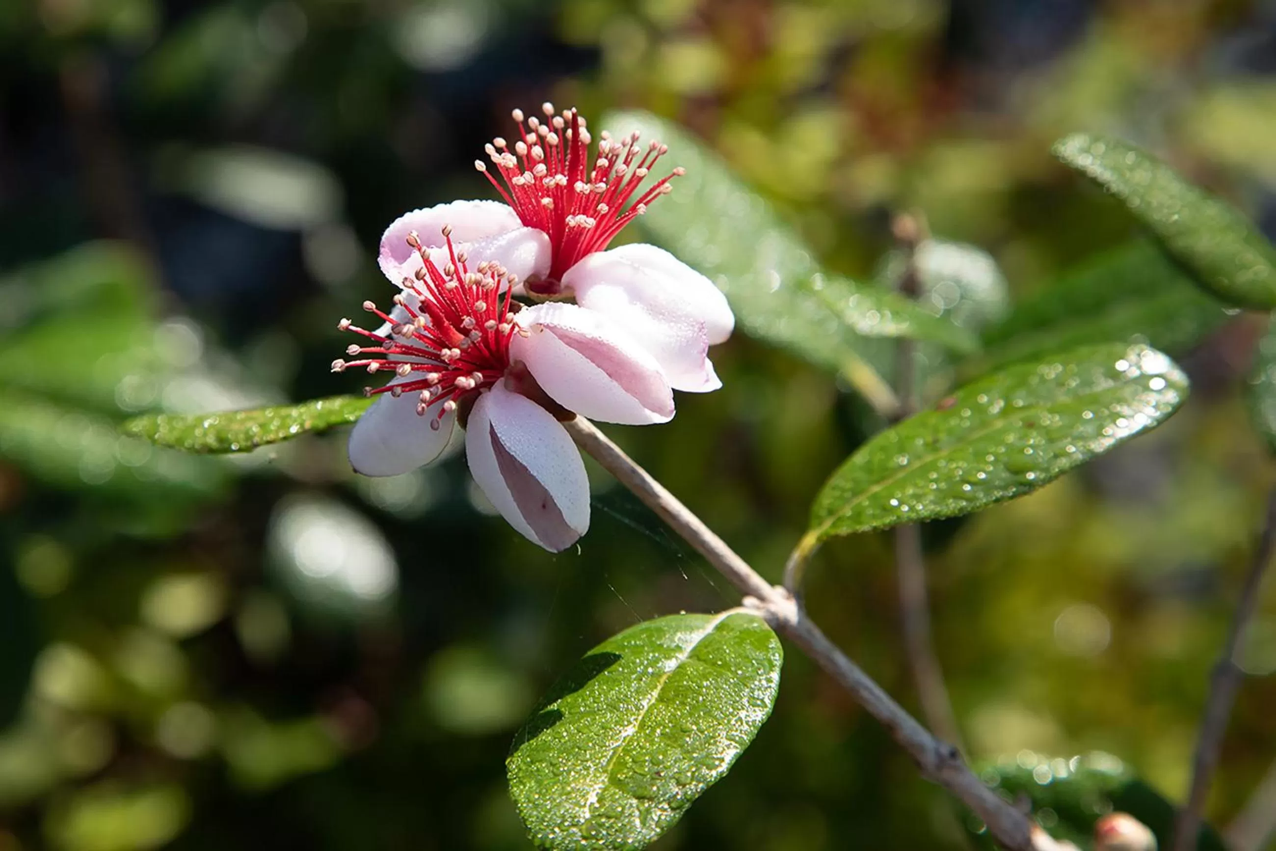 O'Myosotis - 400m Centre Historique - Parking Gratuit - Piscine et Jardin