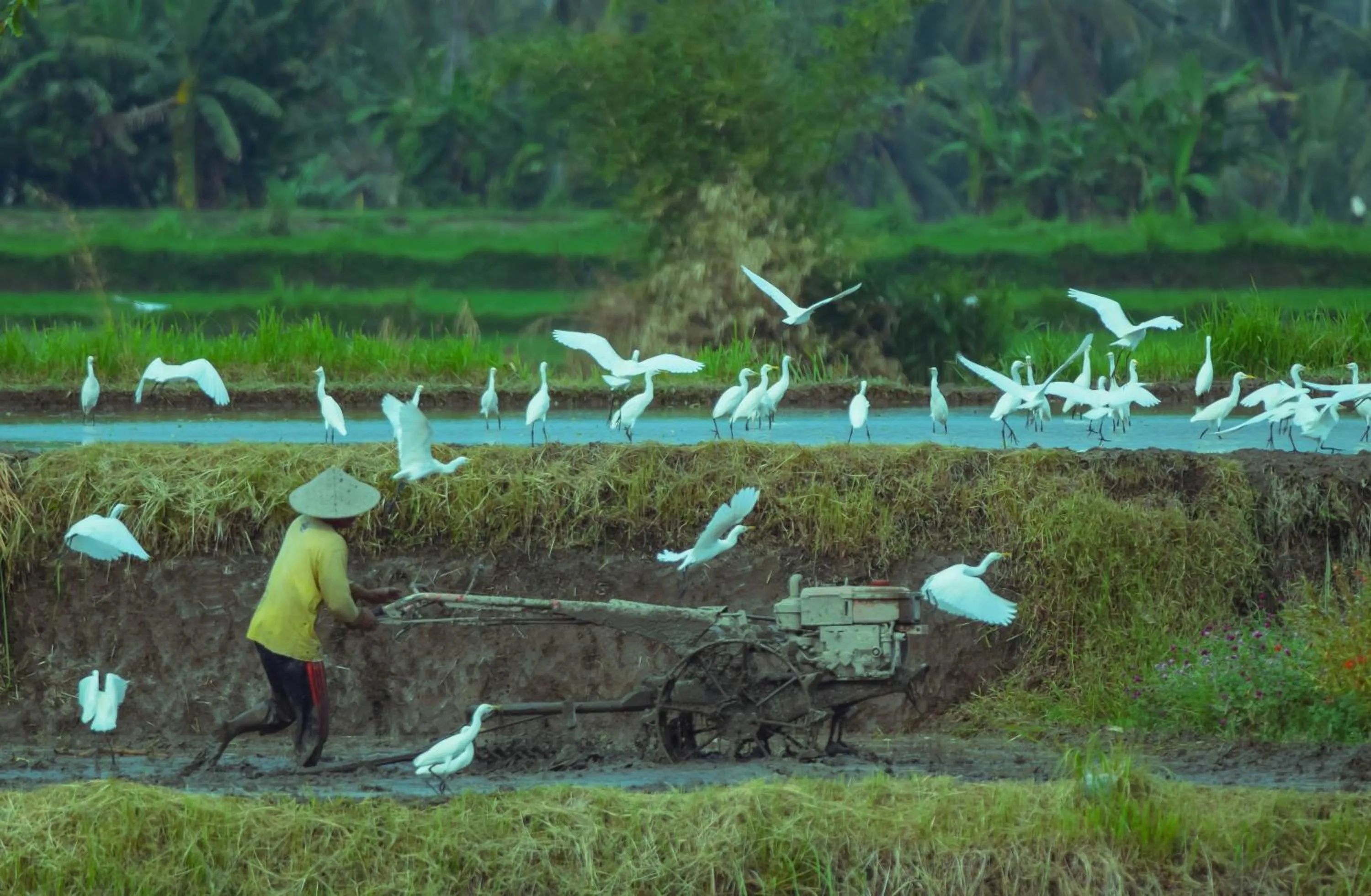 Natural landscape in Griya Sriwedari