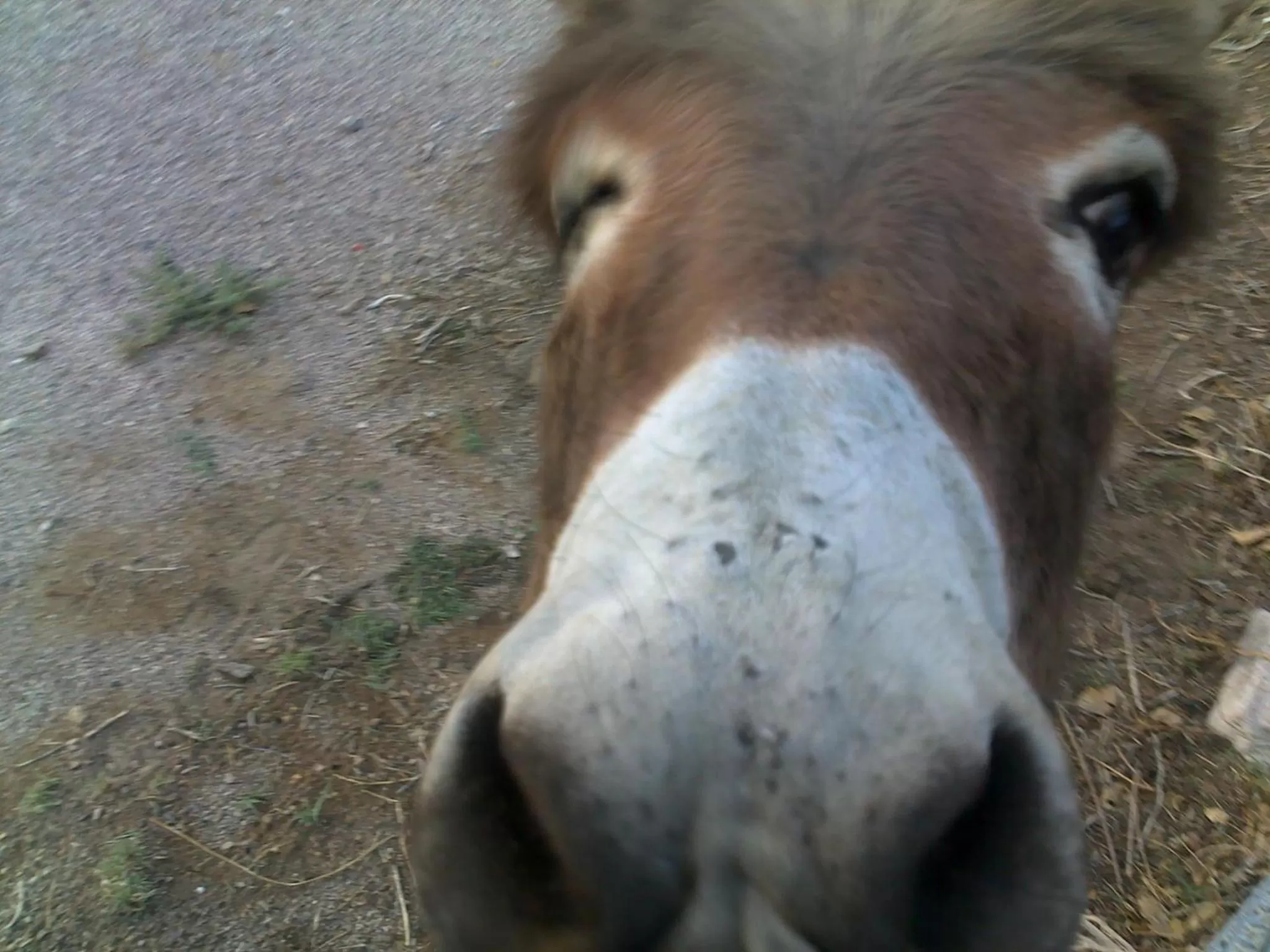 Animals in Atomic Inn Beatty Near Death Valley