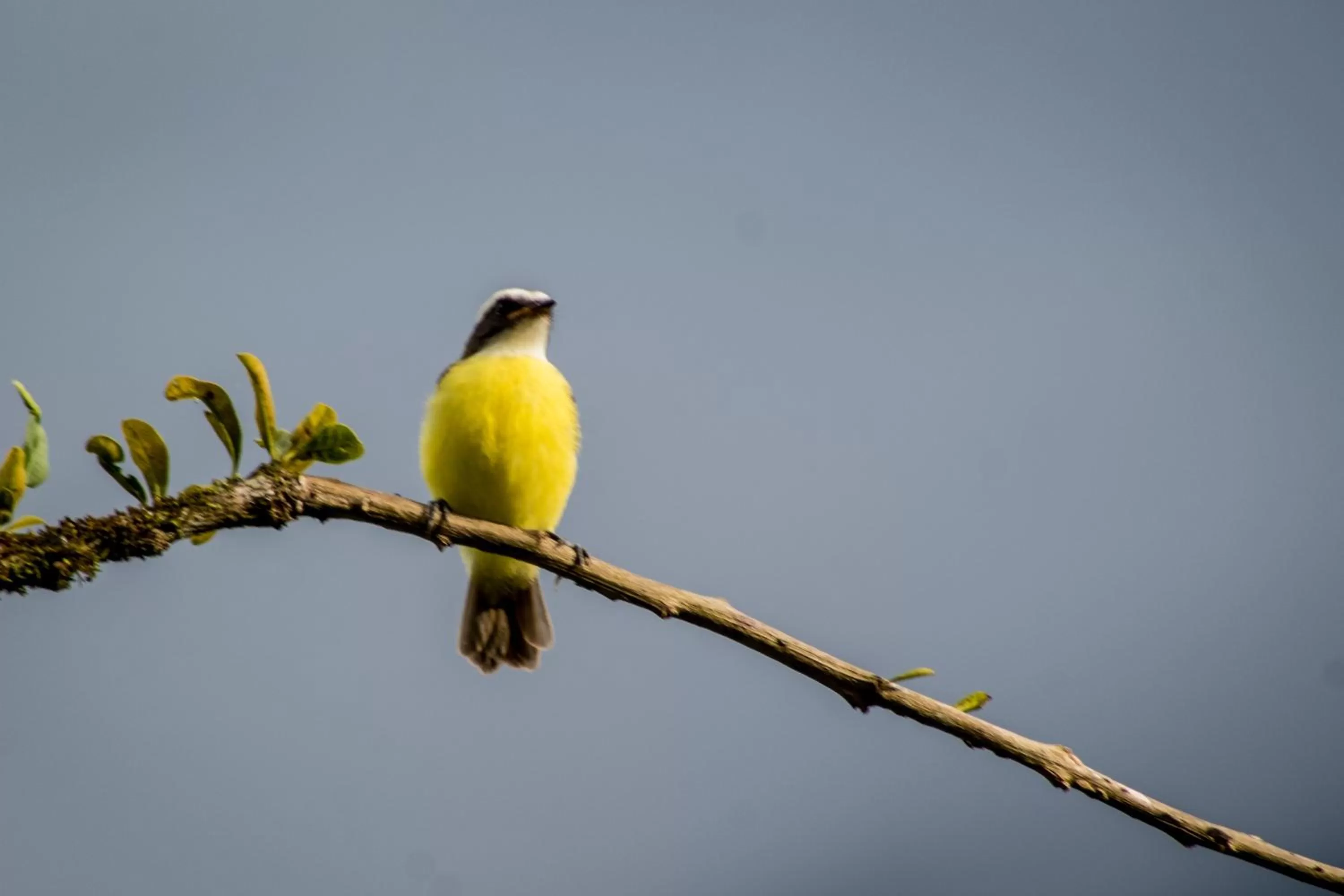 Day in Confort Arenal