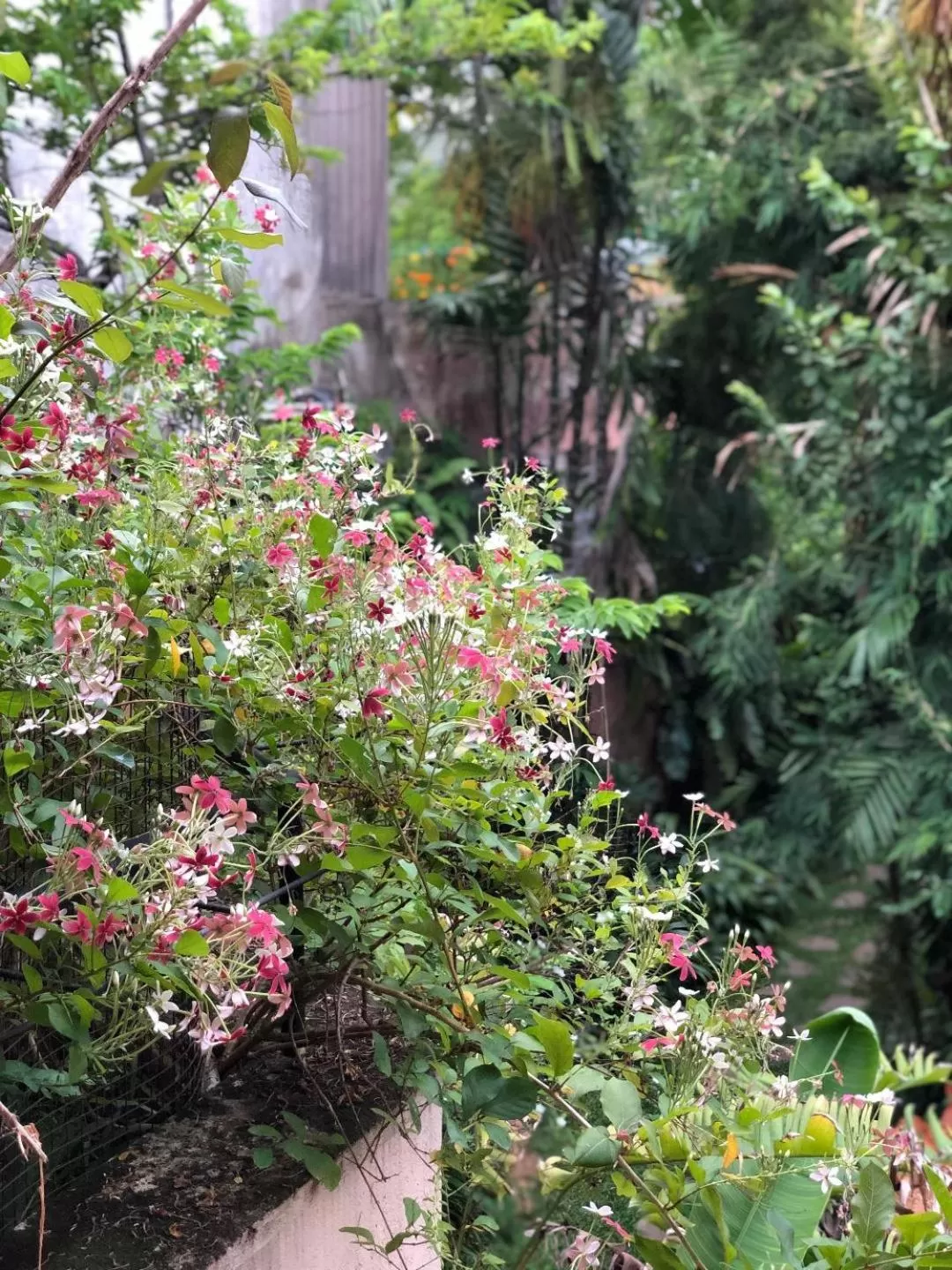 Natural landscape, Garden in Highbury Colombo