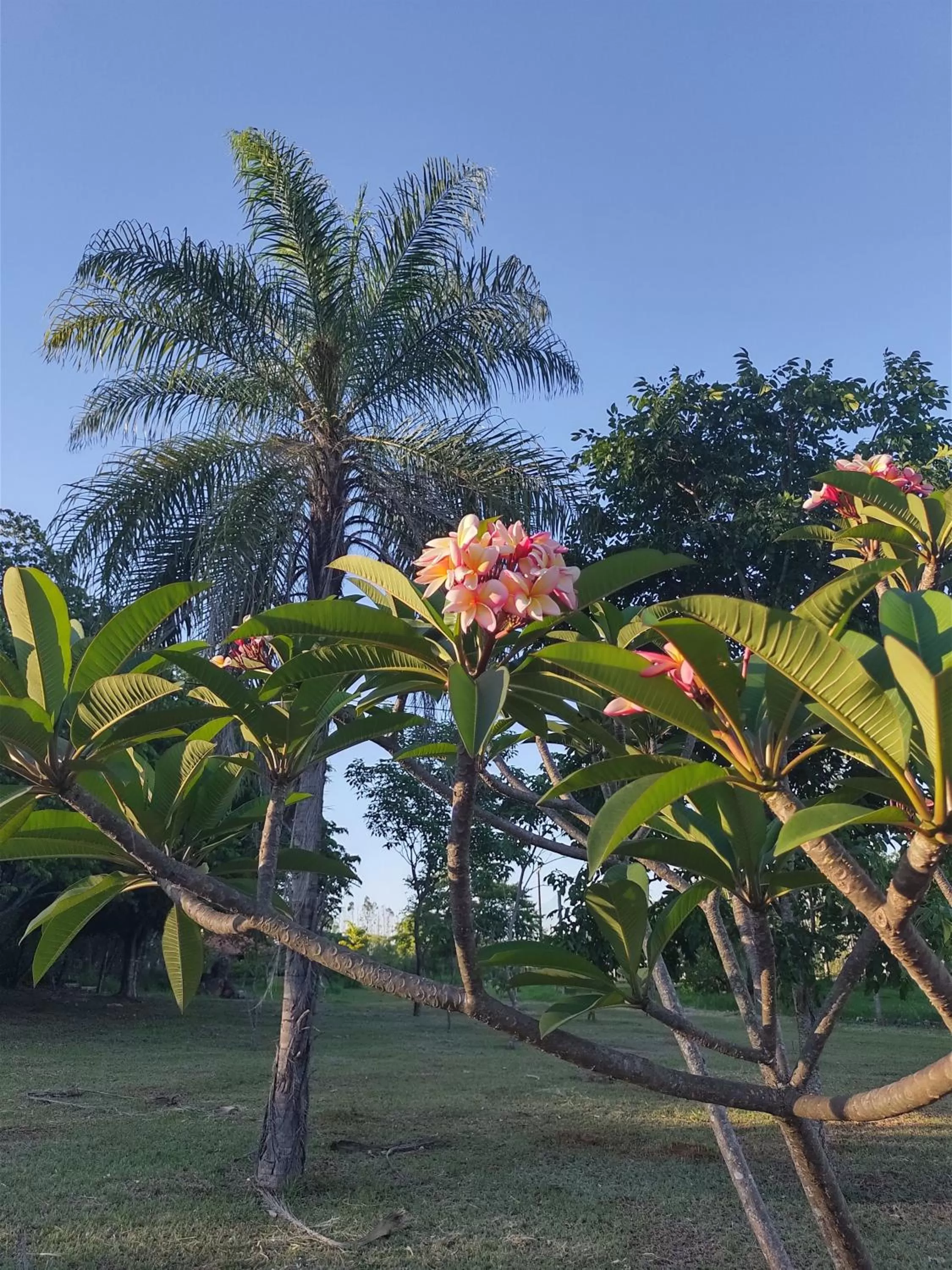 Garden in Pousada Di Luna