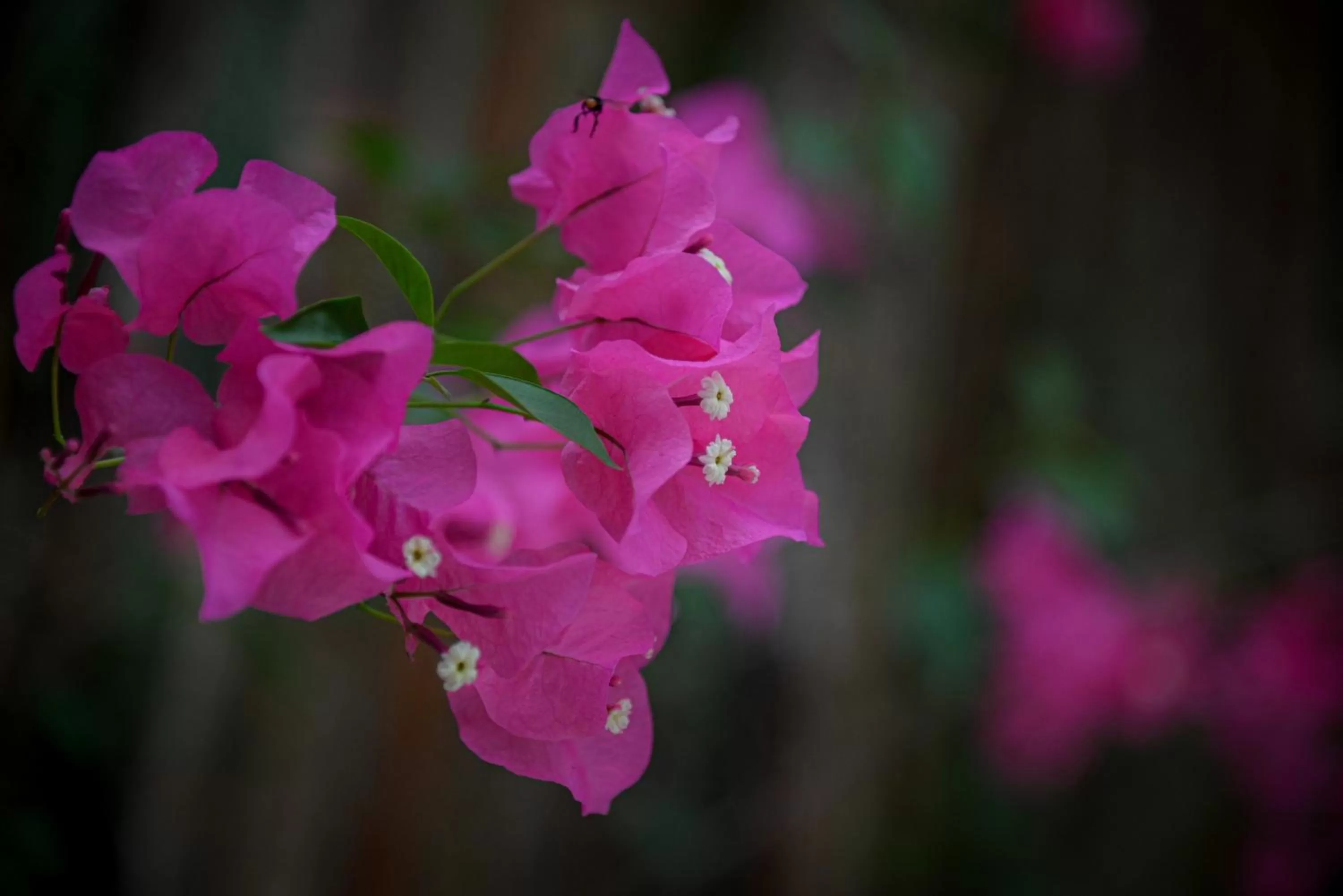 Garden in Lunita Jungle Experience