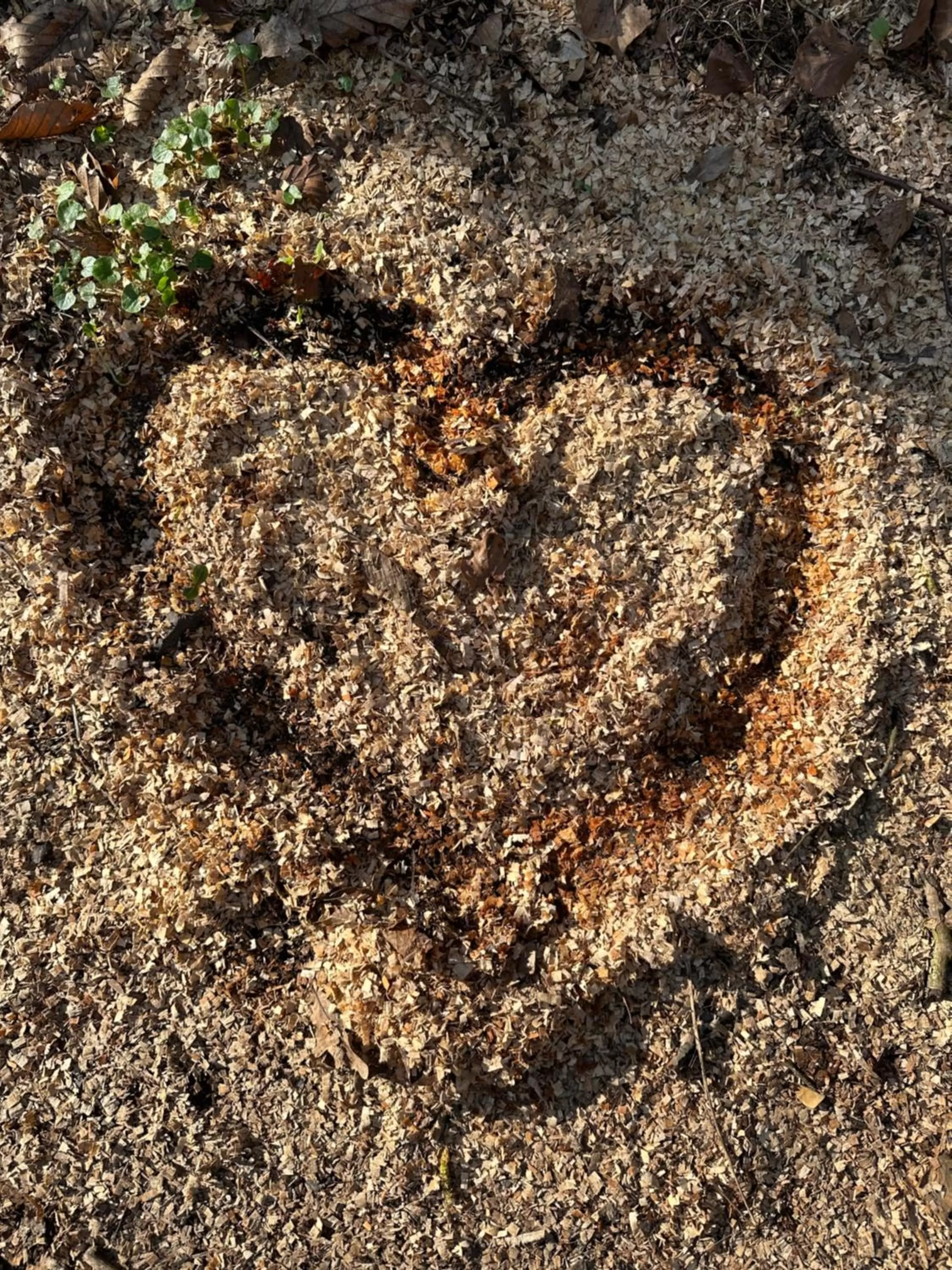 Garden in Hotel Wittekindsquelle