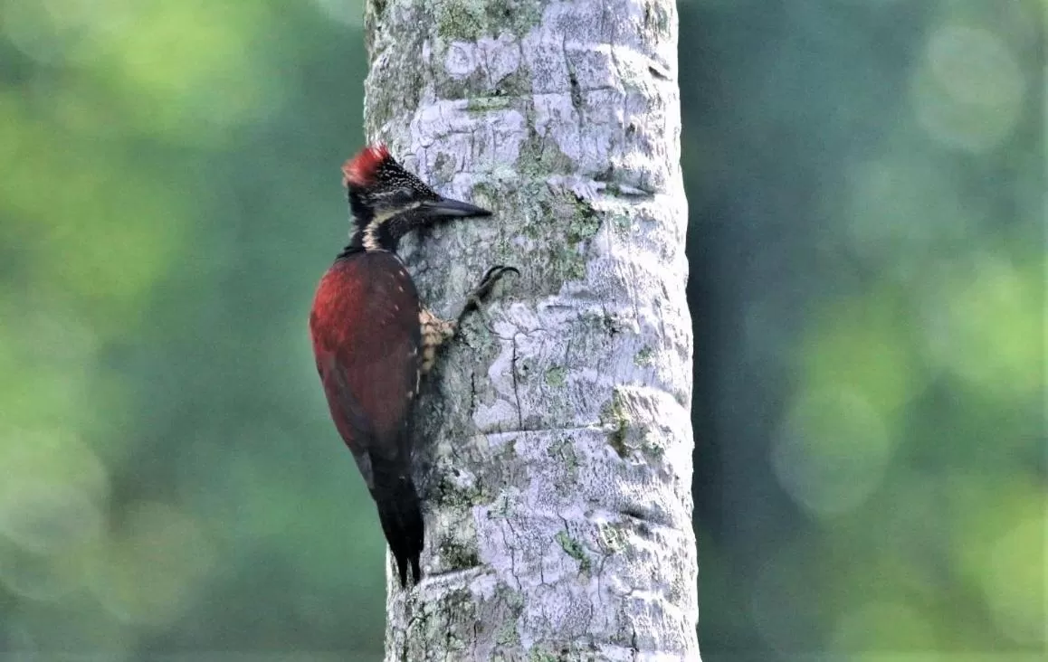 Animals, Other Animals in The Spice House Mirissa