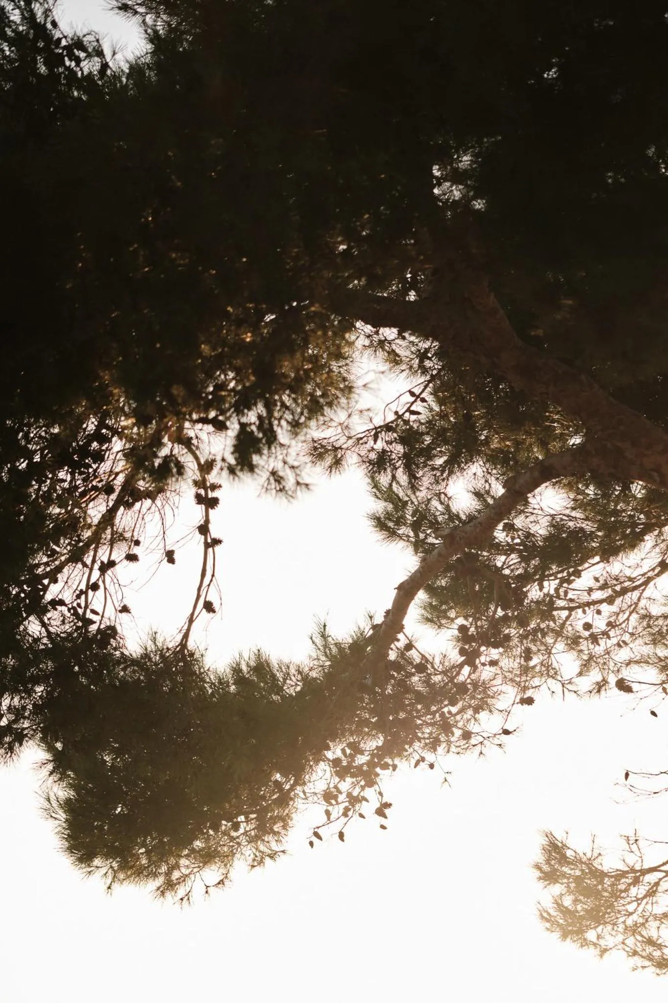 Garden in Prinsotel La Pineda