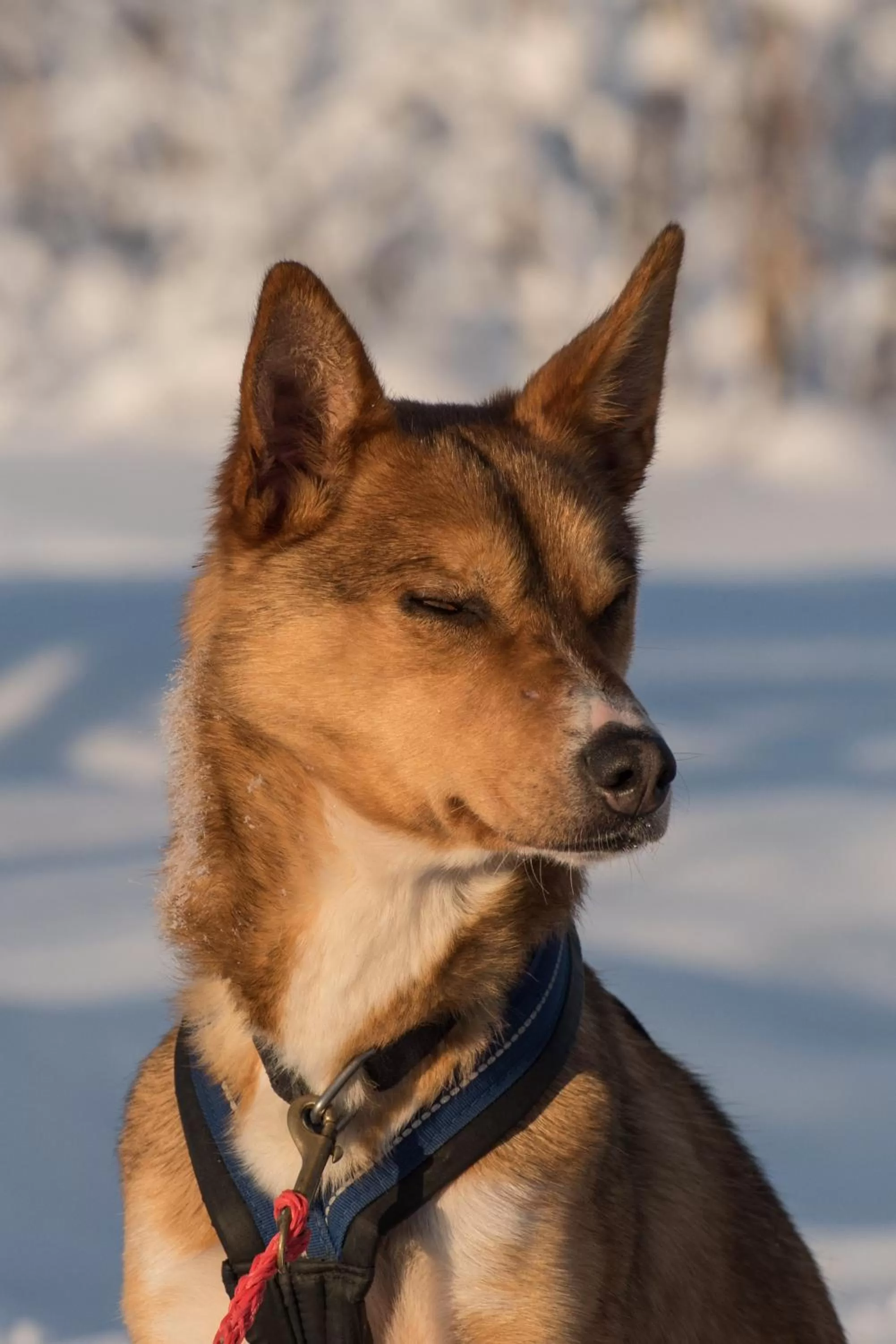 Animals in Husky Lodge Hostel