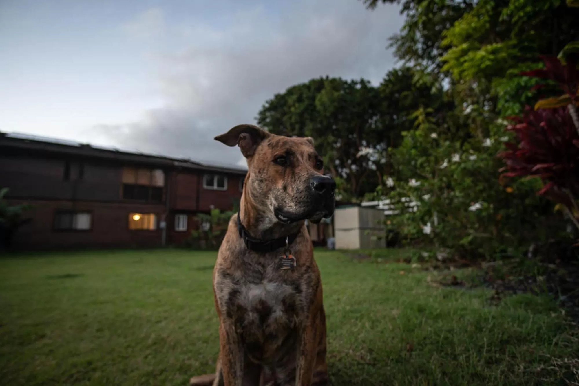 Pets in God's Peace of Maui