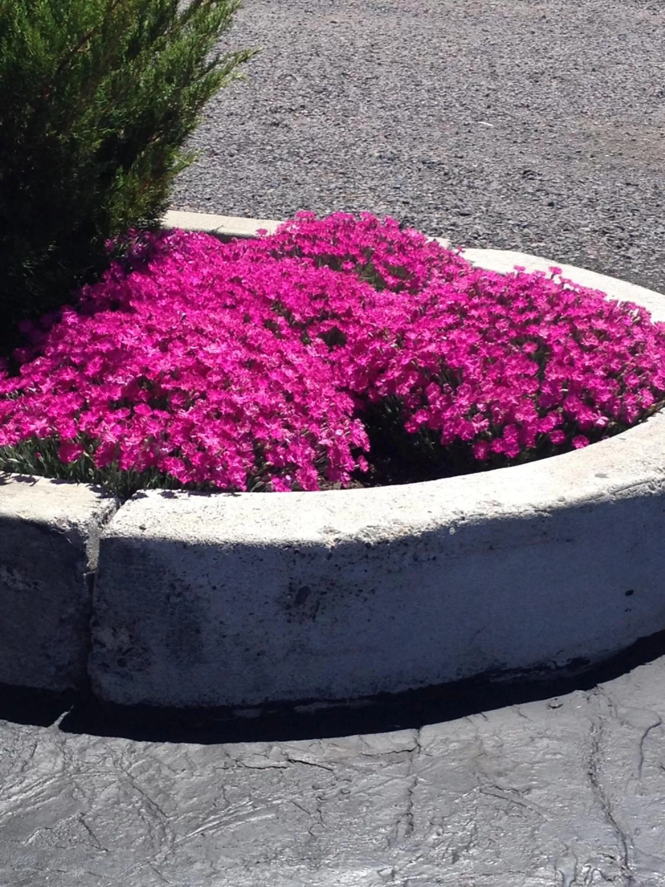 Garden view in Americas Best Value Inn Burns