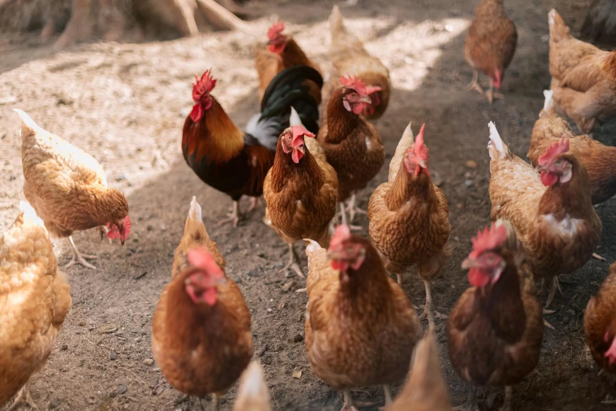 Activities in Apsara Beachfront Resort & Villa