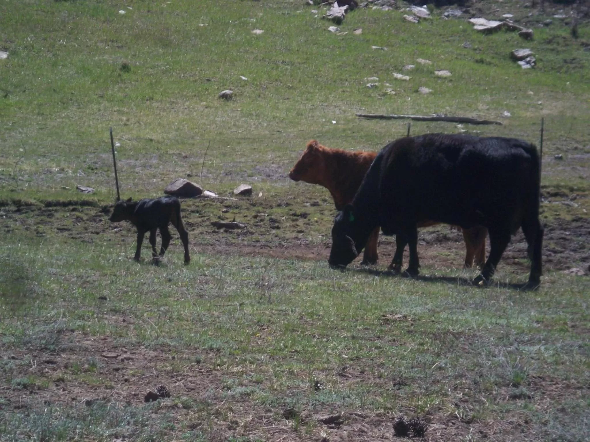Animals, Other Animals in Elktrace Bed and Breakfast