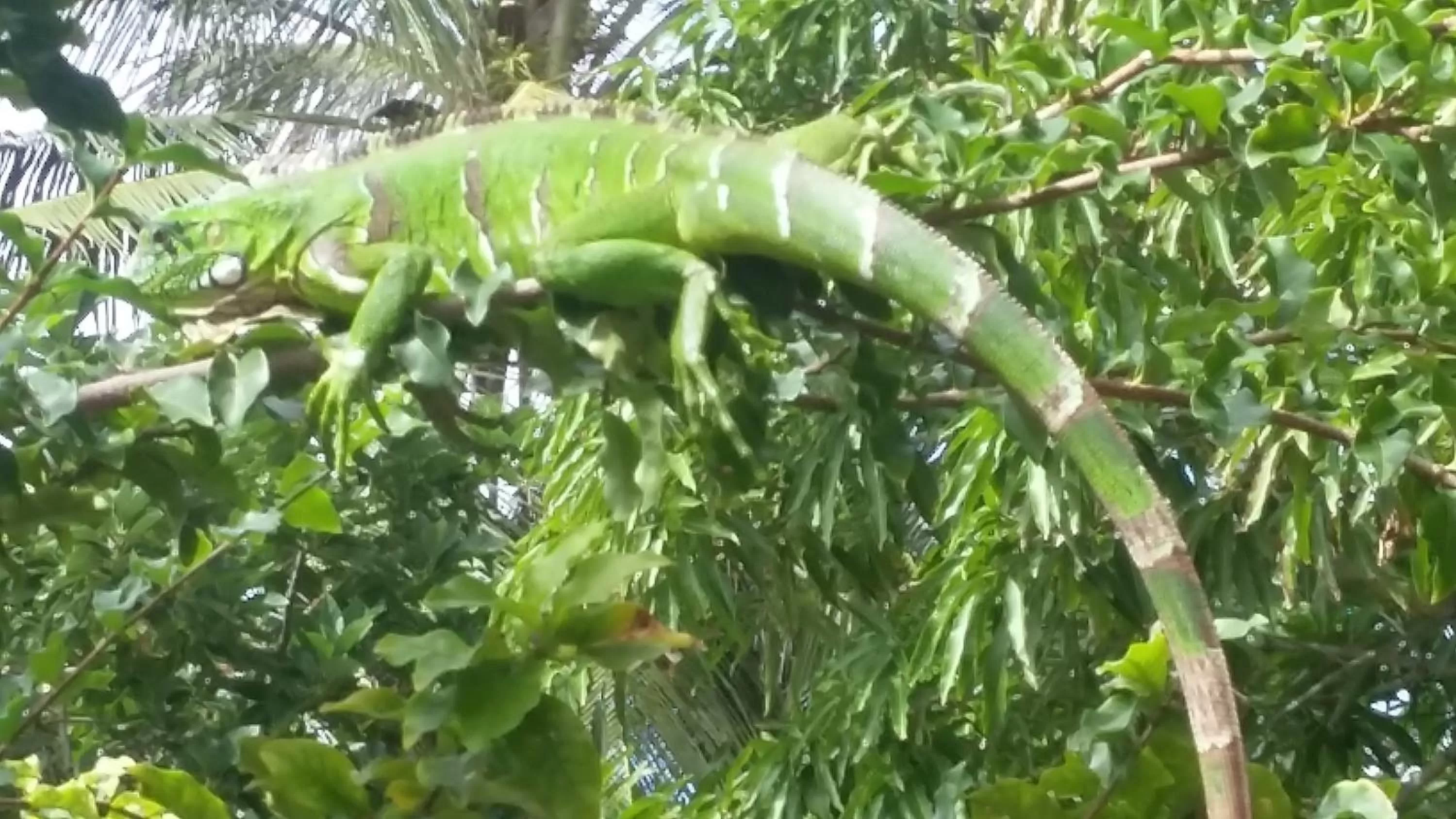 Animals in Pousada Ipitanga IV