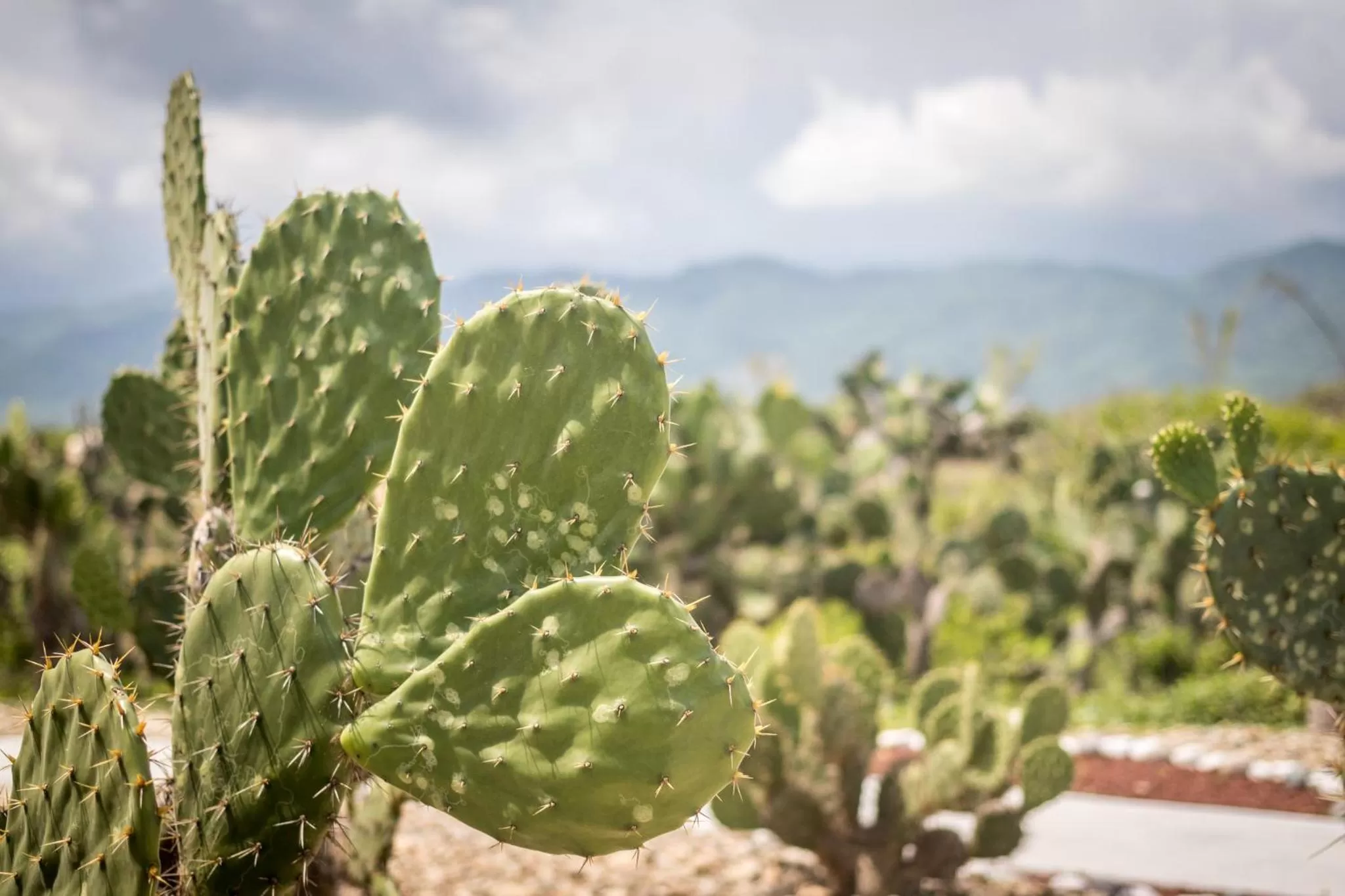 Natural landscape in Vivo Resorts