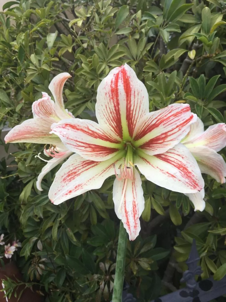 Garden view in Hotel Florida