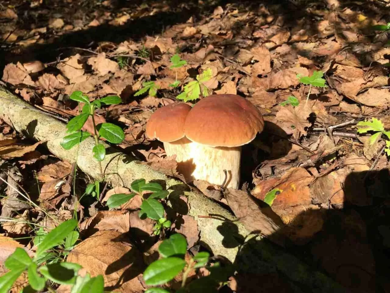 Other Animals in Svečių namai Smalvas