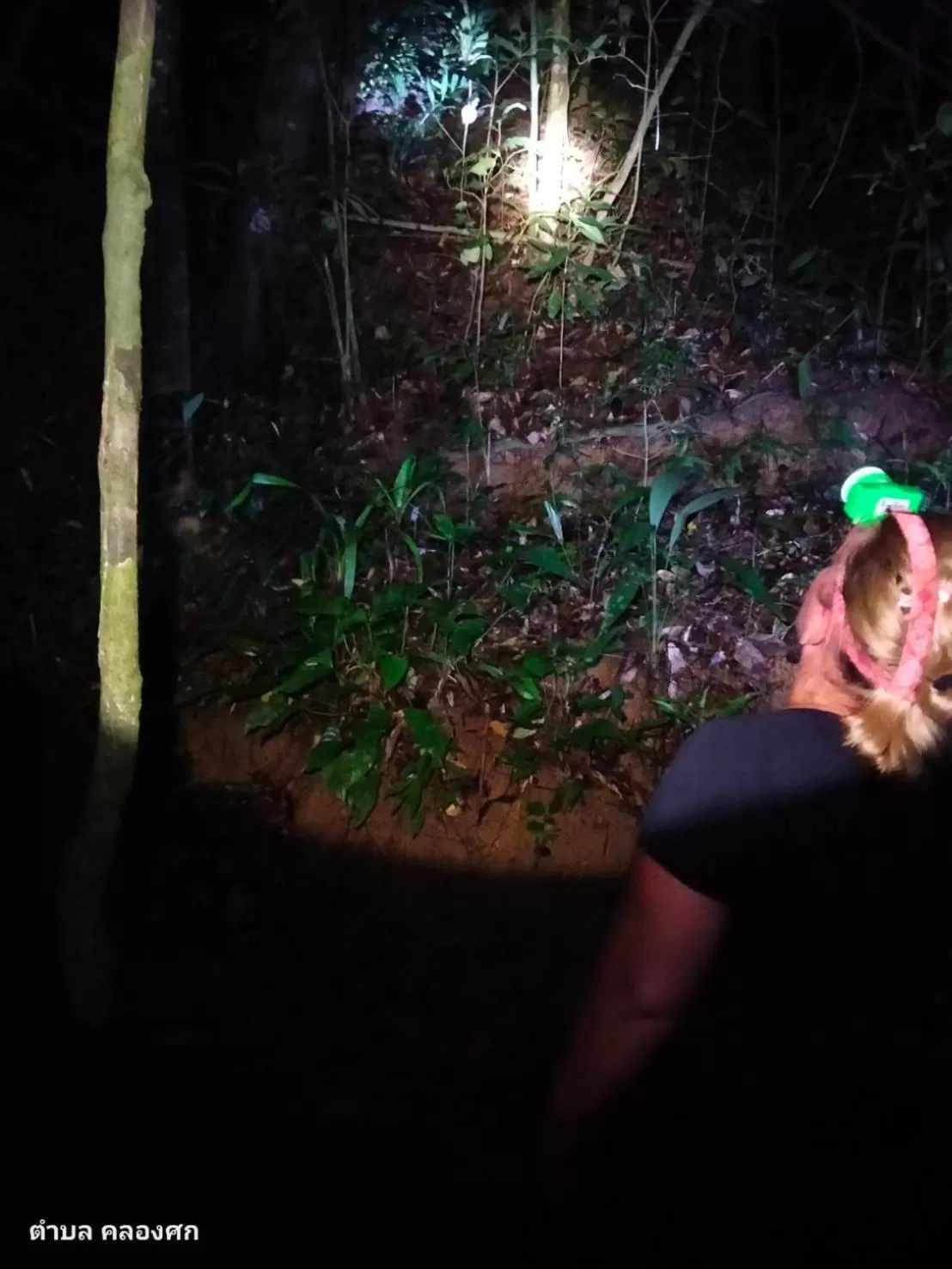 Khaosok Rainforest Resort