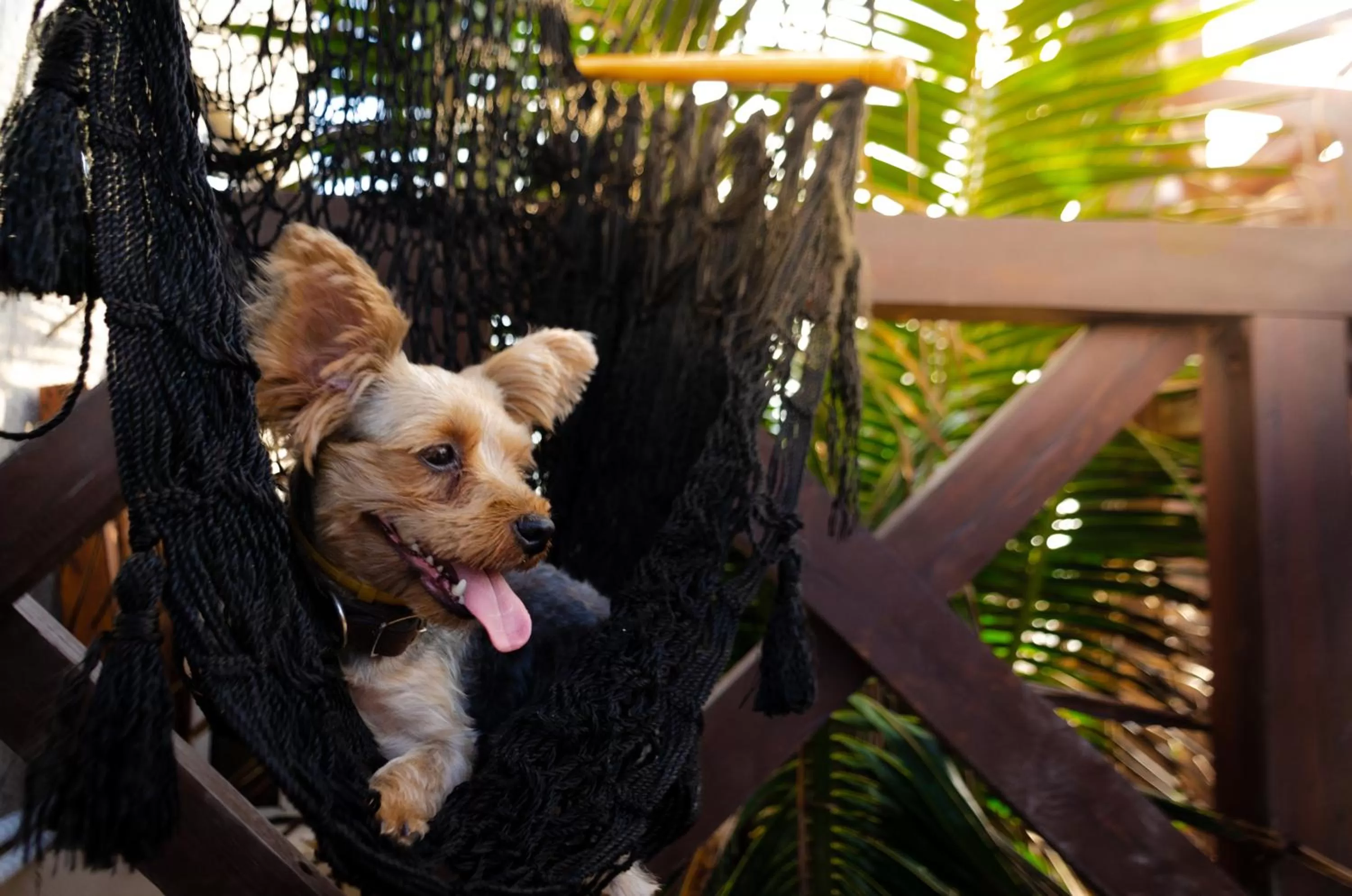 Pets in Hotelito Azul