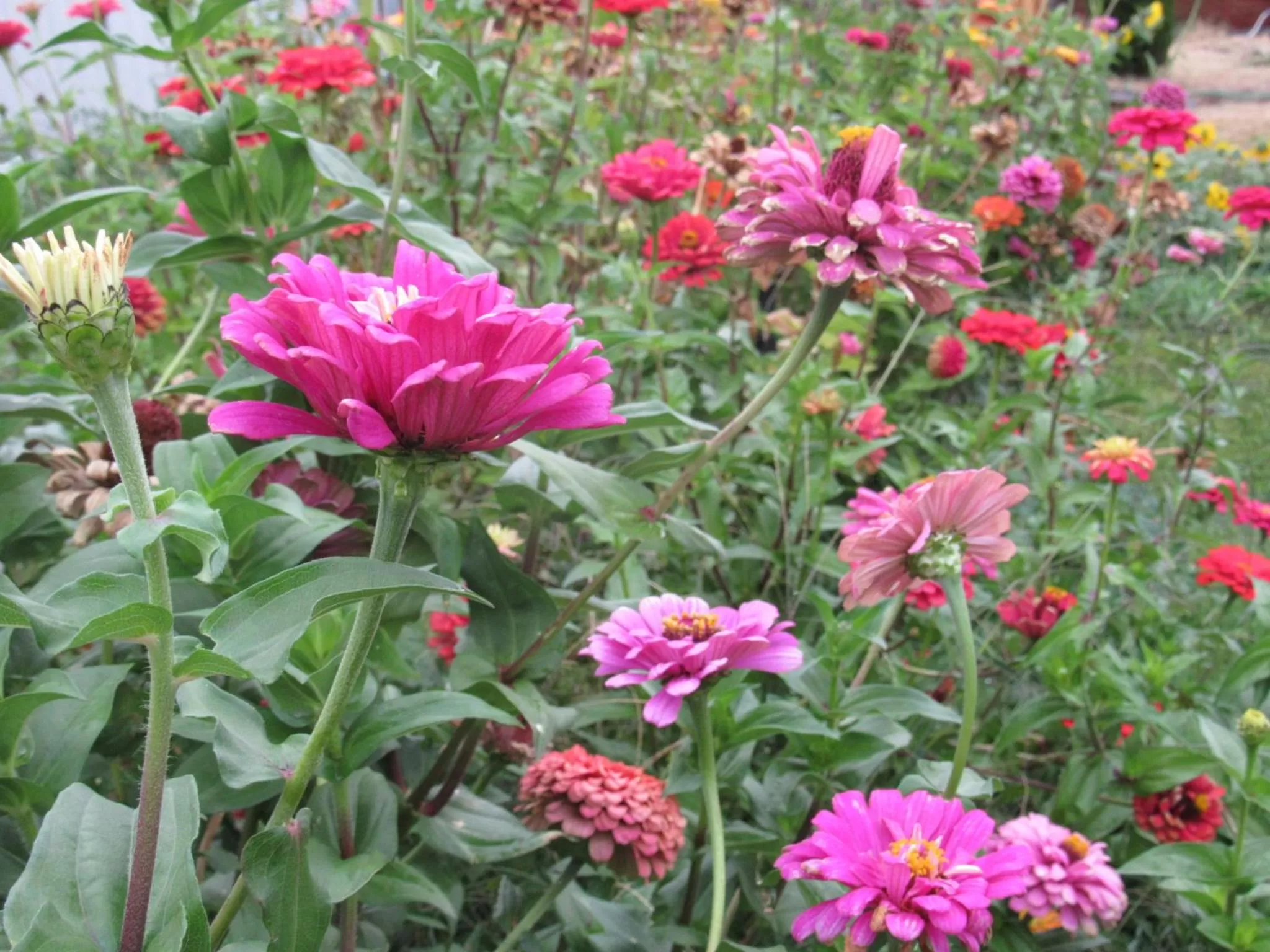 Spring in Walla Walla Garden Motel