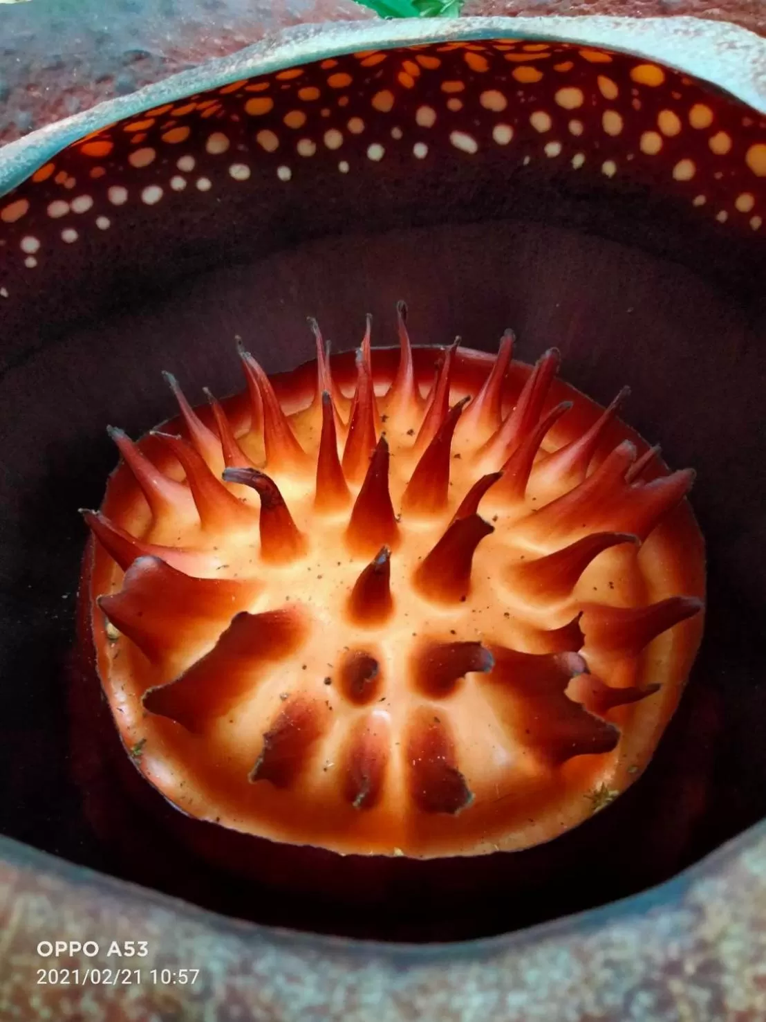 Khaosok Rainforest Resort