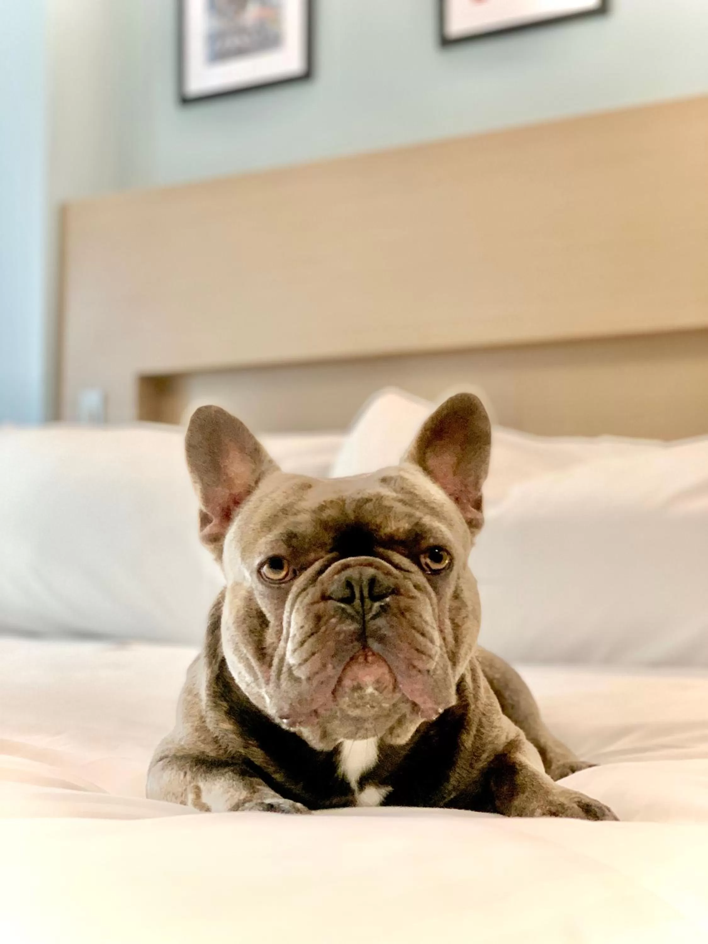 Pets, Bed in Wingate by Wyndham Bronx Haven Park