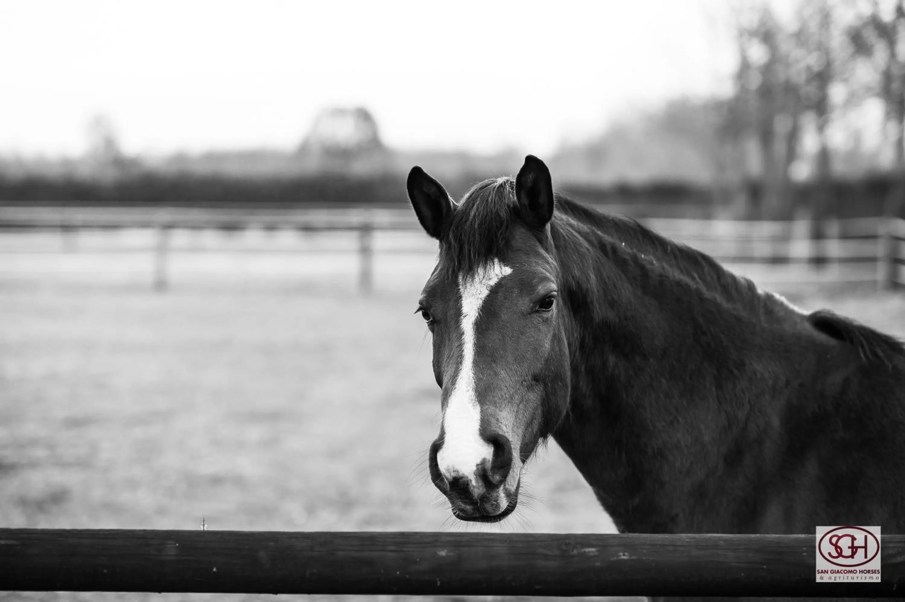 Pets in San Giacomo Horses & Agriturismo