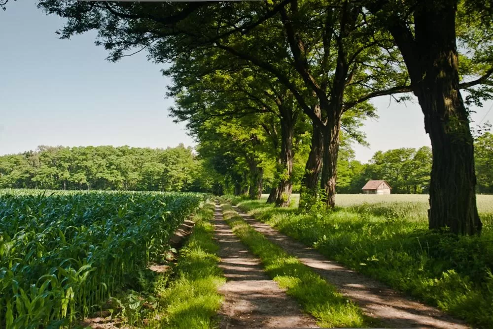 Neighbourhood in Gospoda Pazibroda
