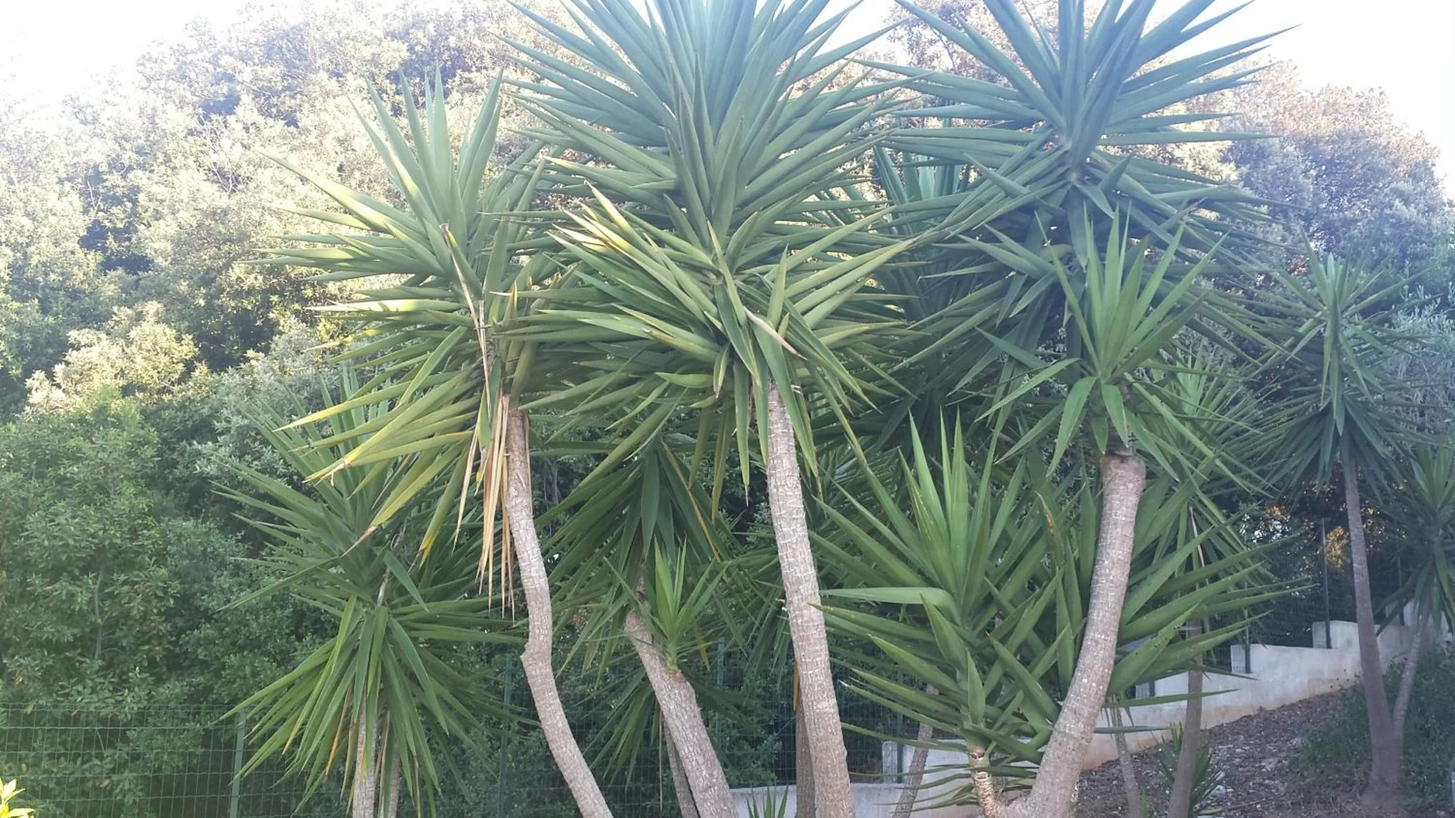 Le Dimore Del Sarto Polignano a mare