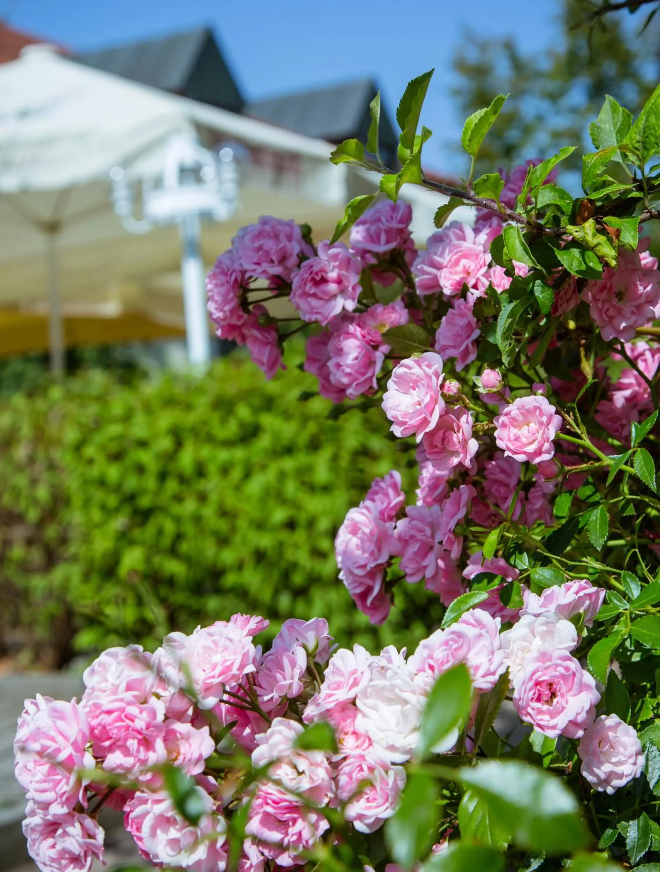 Garden in Landhotel Schneider