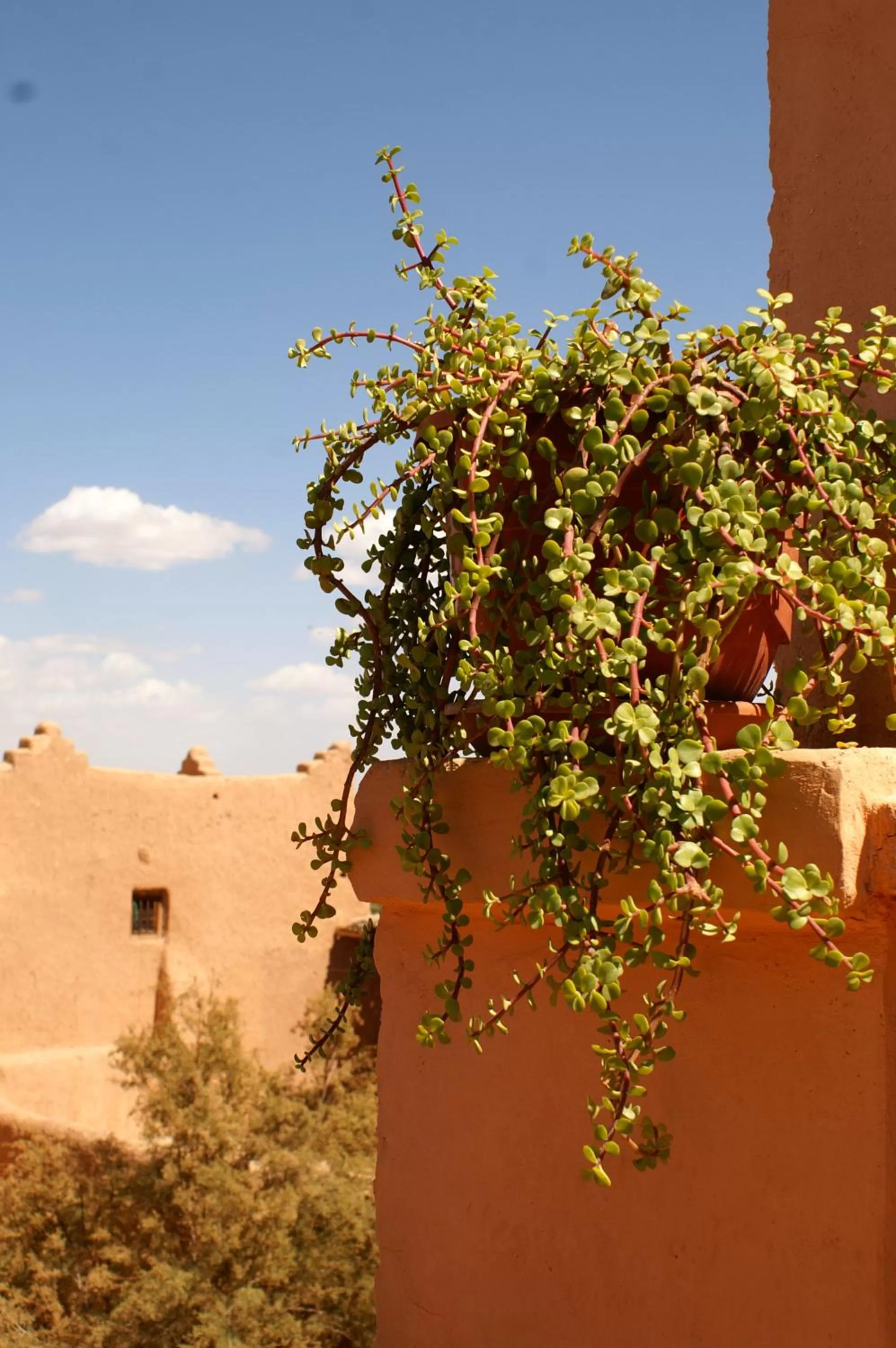 Balcony/Terrace in Maison d'hôtes Dar El Nath