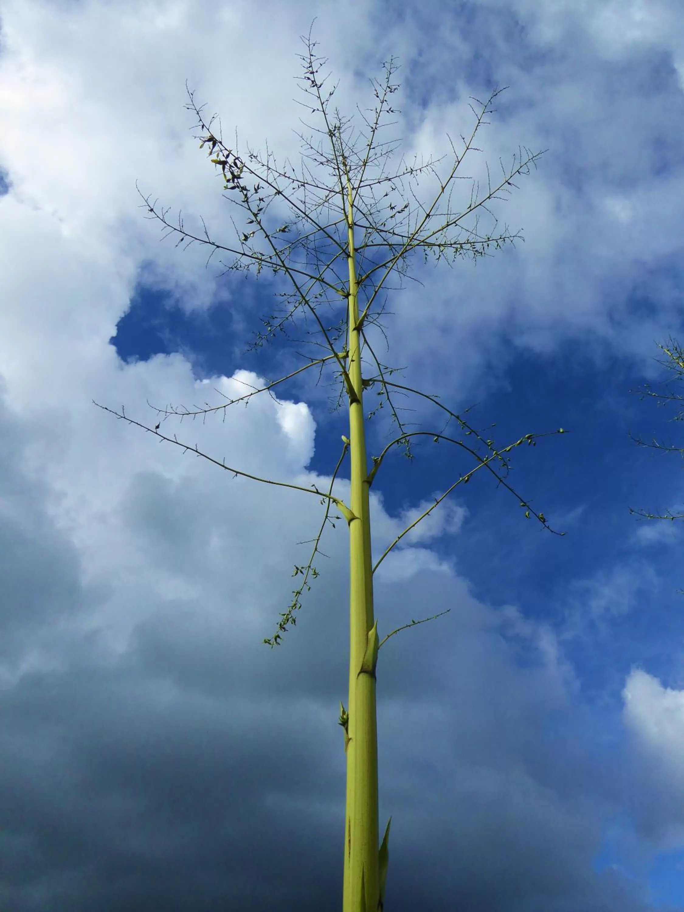 Garden in Finca El Cielo