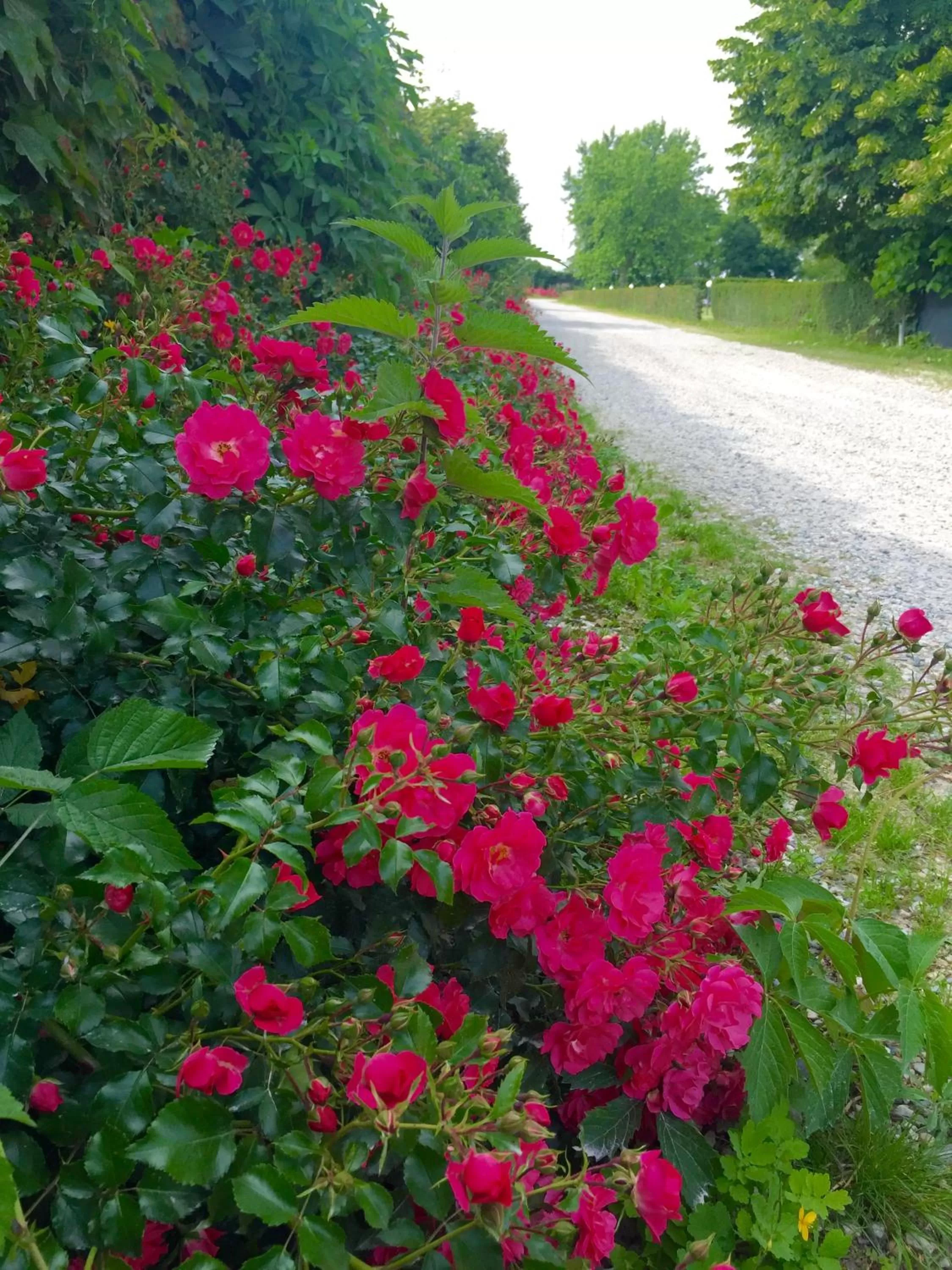 Property building in Albergo Cosmera