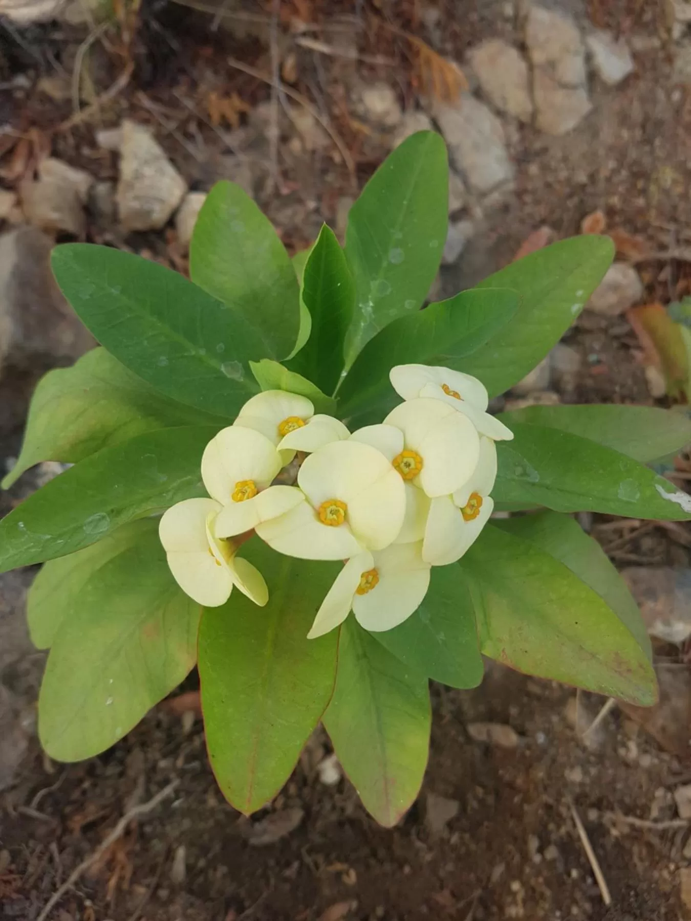 Garden in Los Milagros Hotel