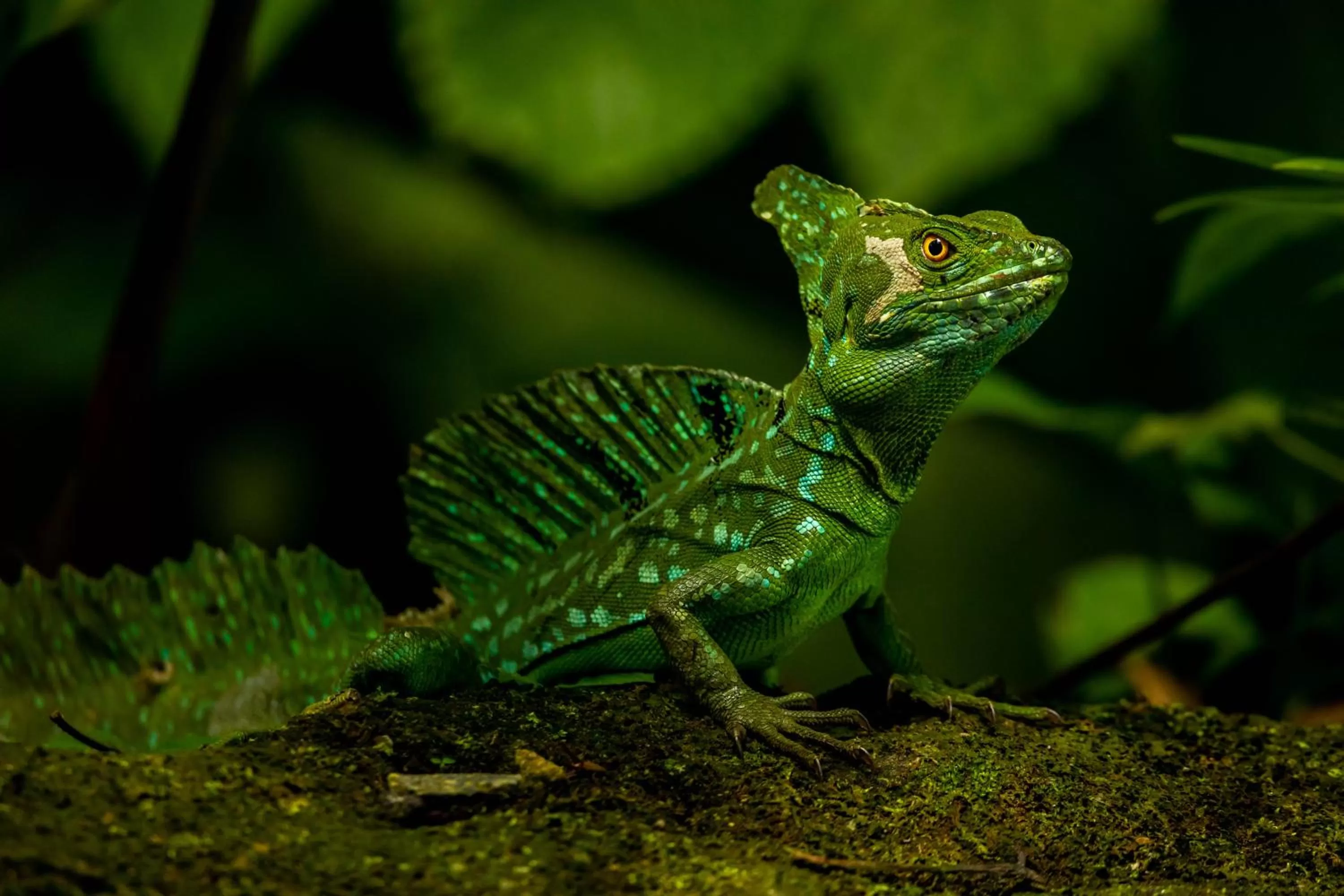 Animals in Noah's Forest Hotel by Tifakara