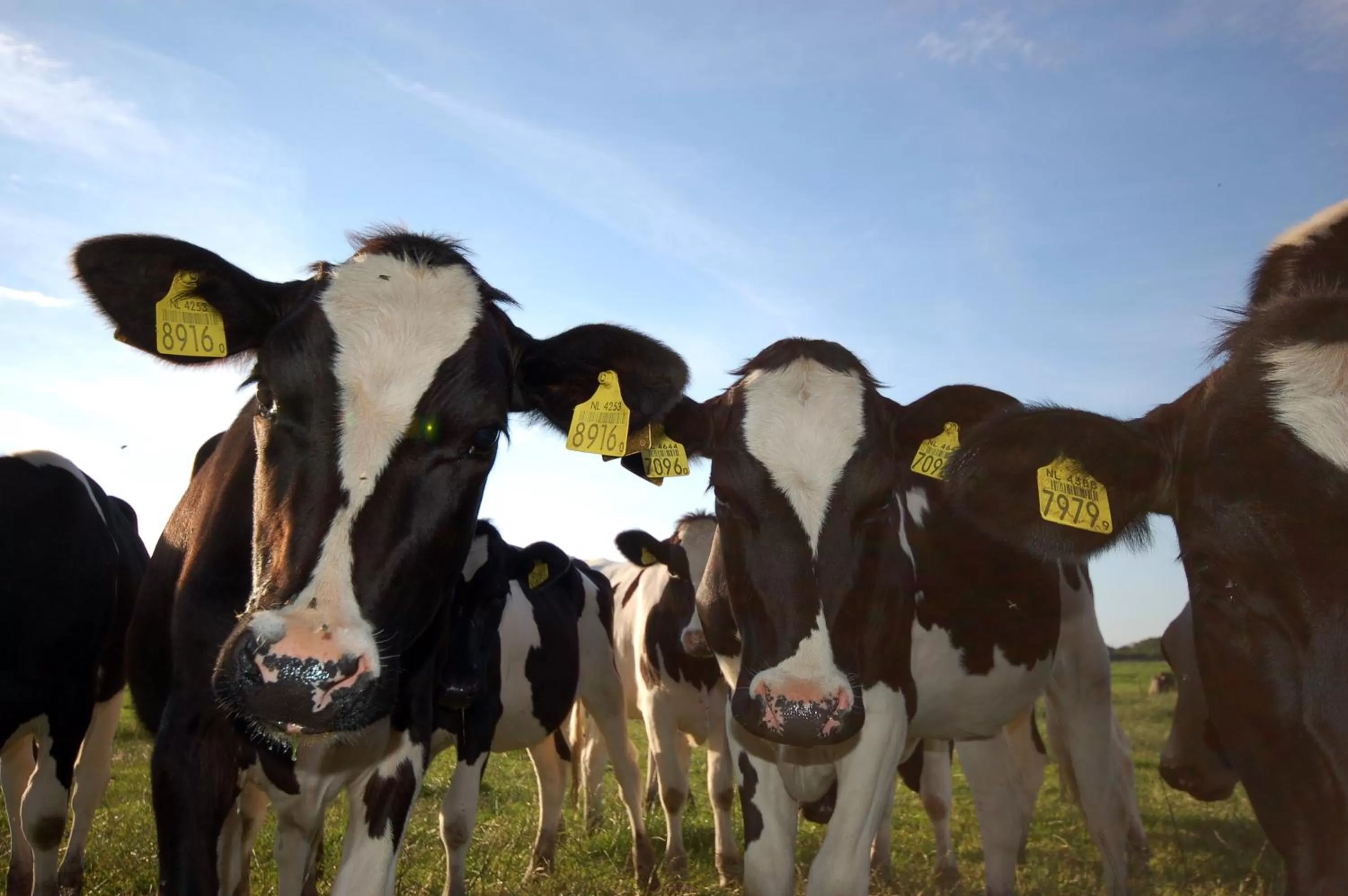 Other, Other Animals in Recreatiepark Wiringherlant