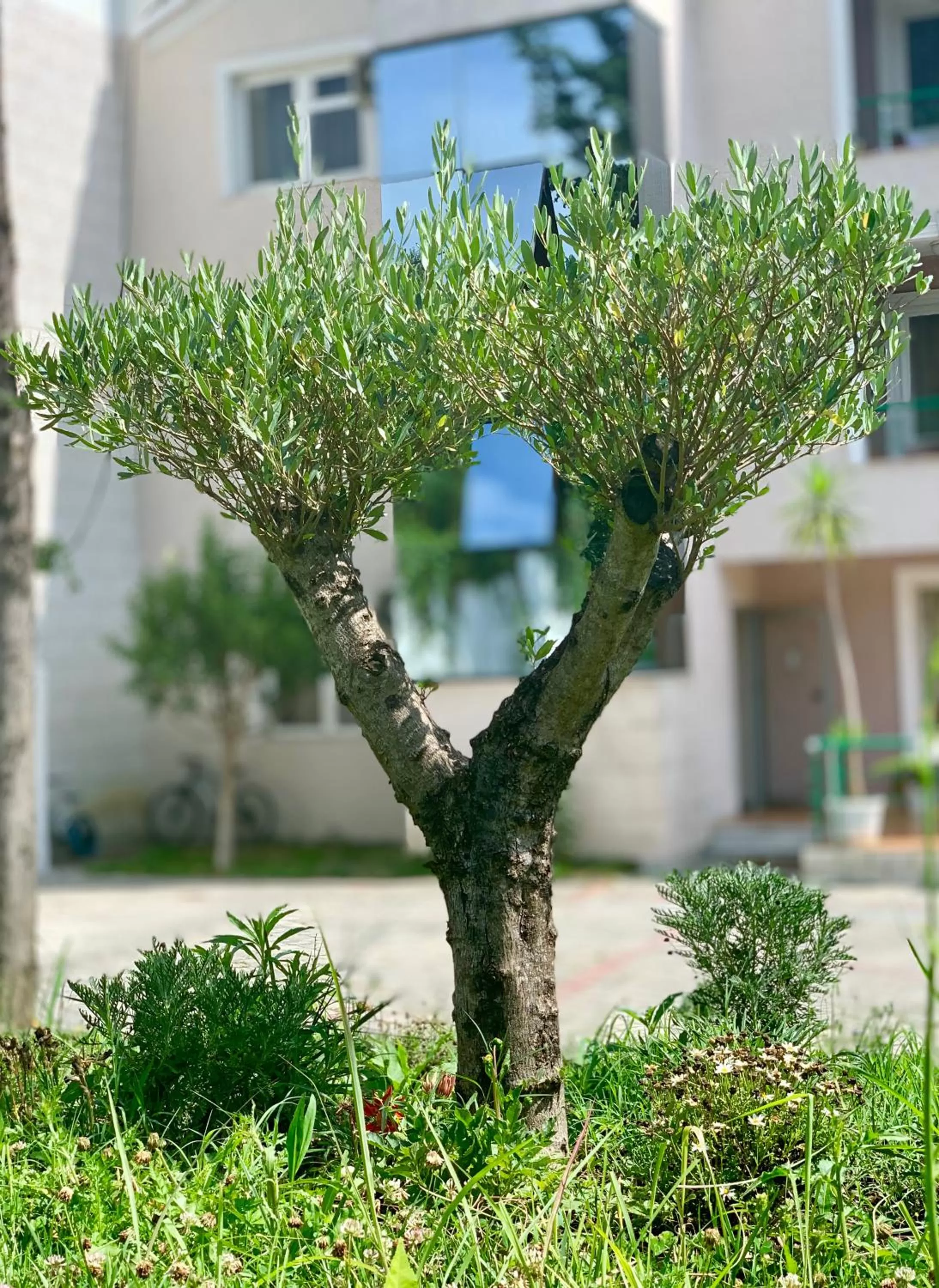 Garden in Vila Park Hotel 1