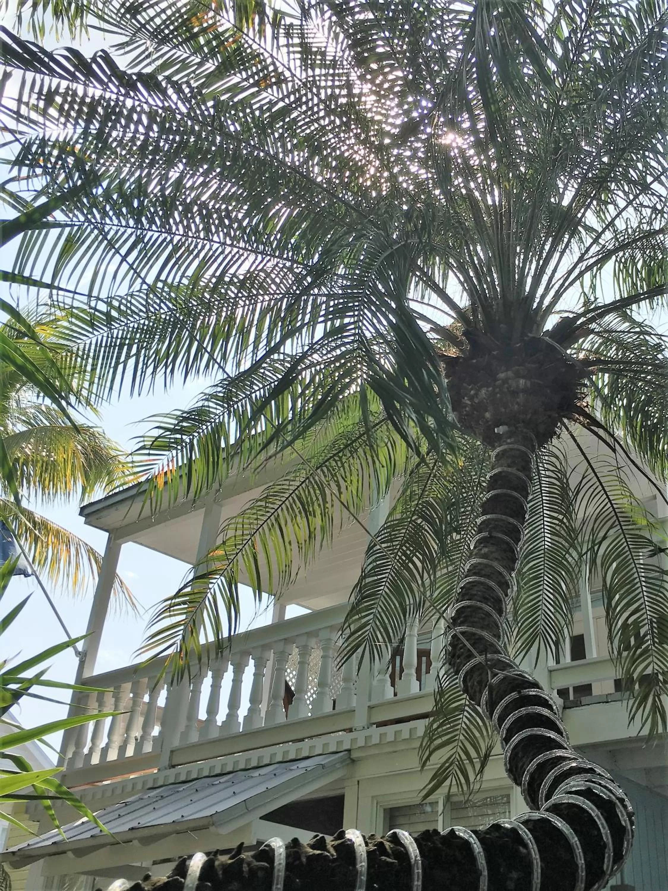 Garden in Douglas House