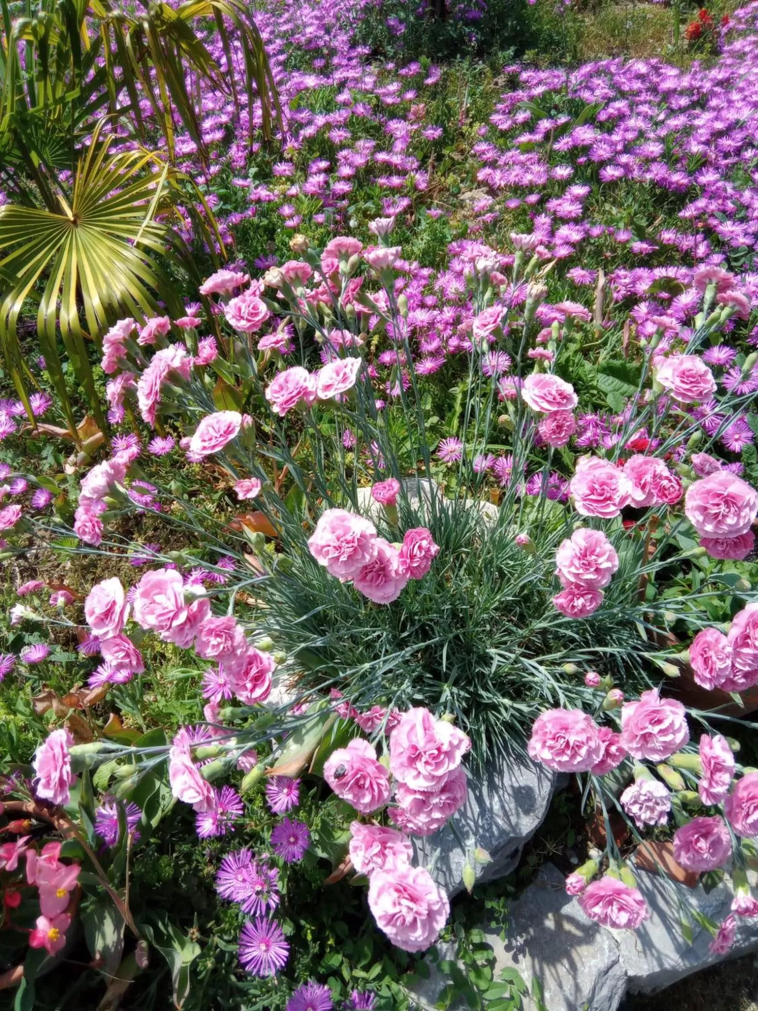 Garden in Villa Fiorita
