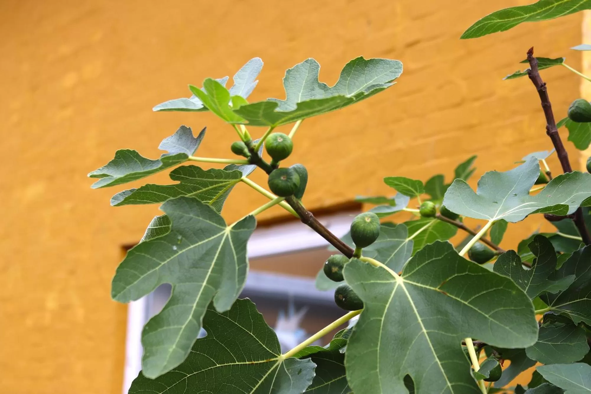 Decorative detail in Kanns Hotel