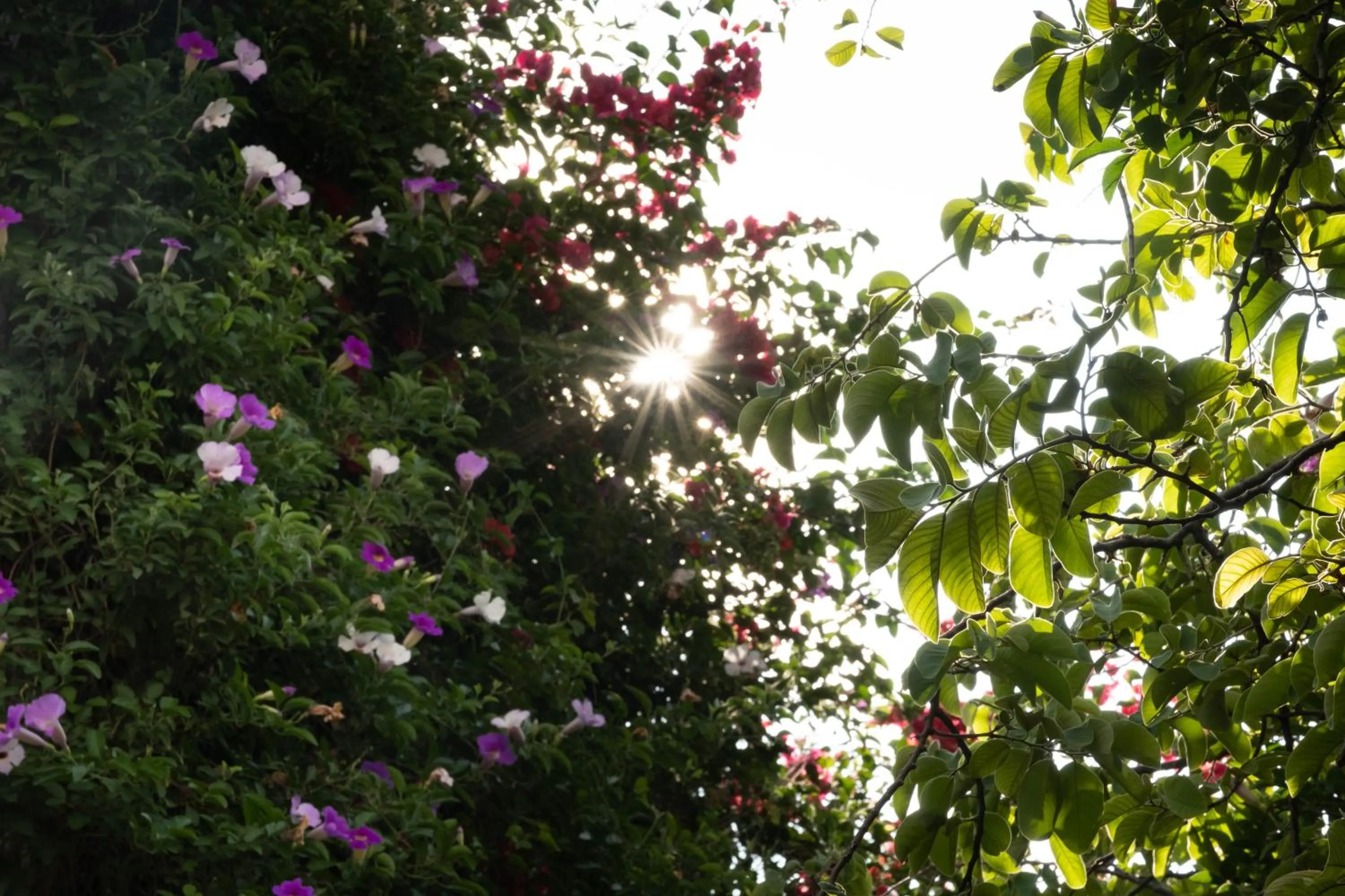 Garden in Hotel Layseca