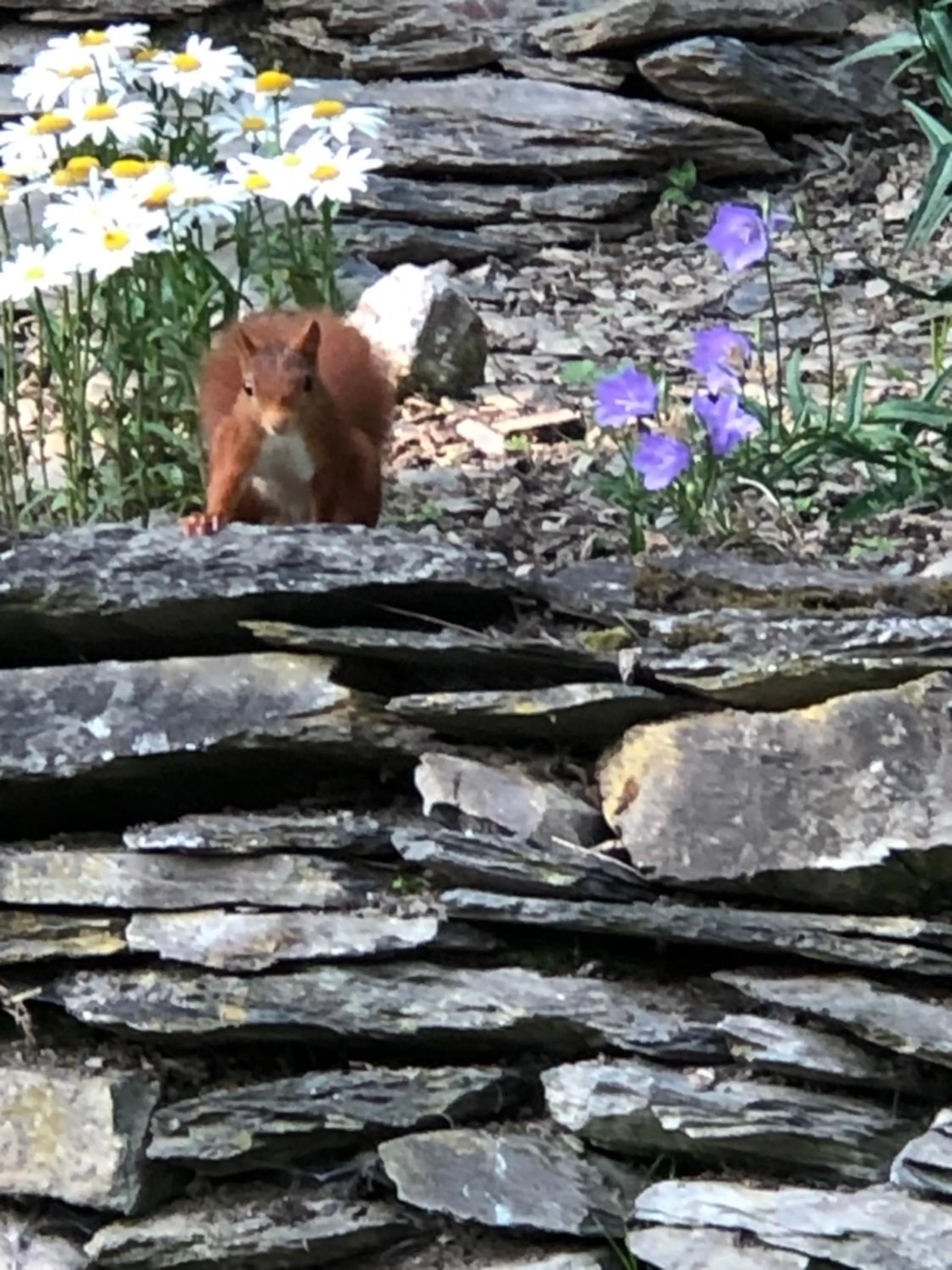 Garden in B&B Le Nid d'Hirondelle