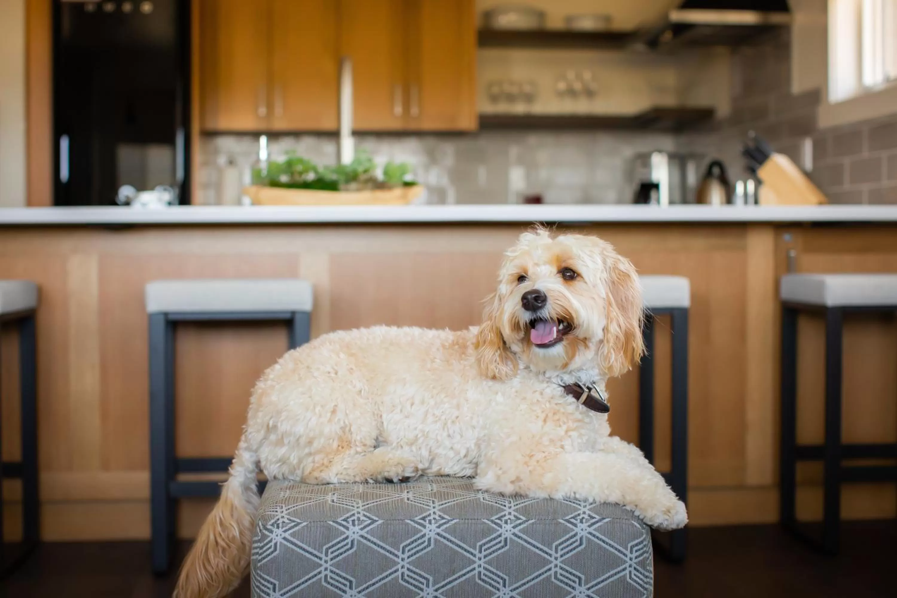 Pets in Tetherow Hotel