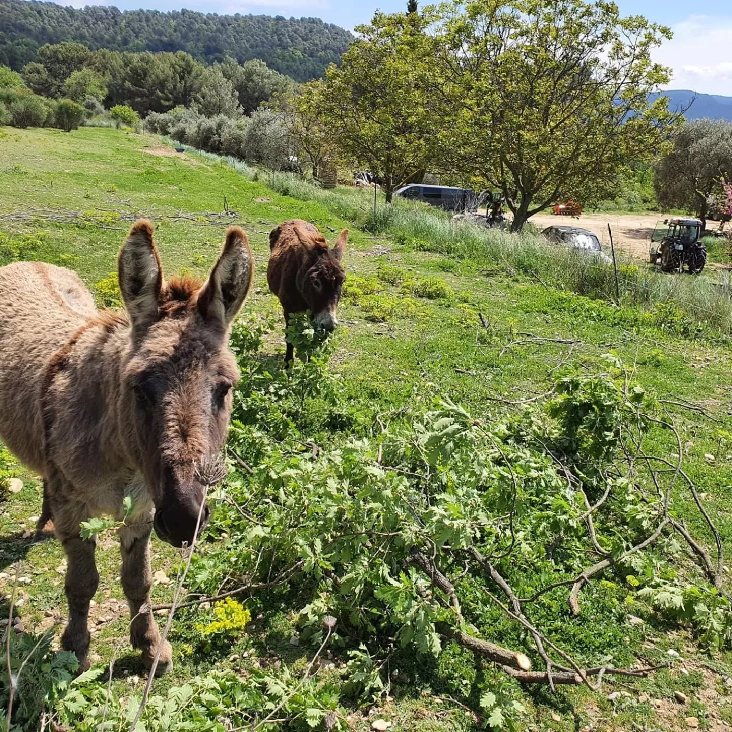 Bastide Bellugue Maison d'hôtes réseau Bienvenue à La Ferme à 3 minutes de Lourmarin