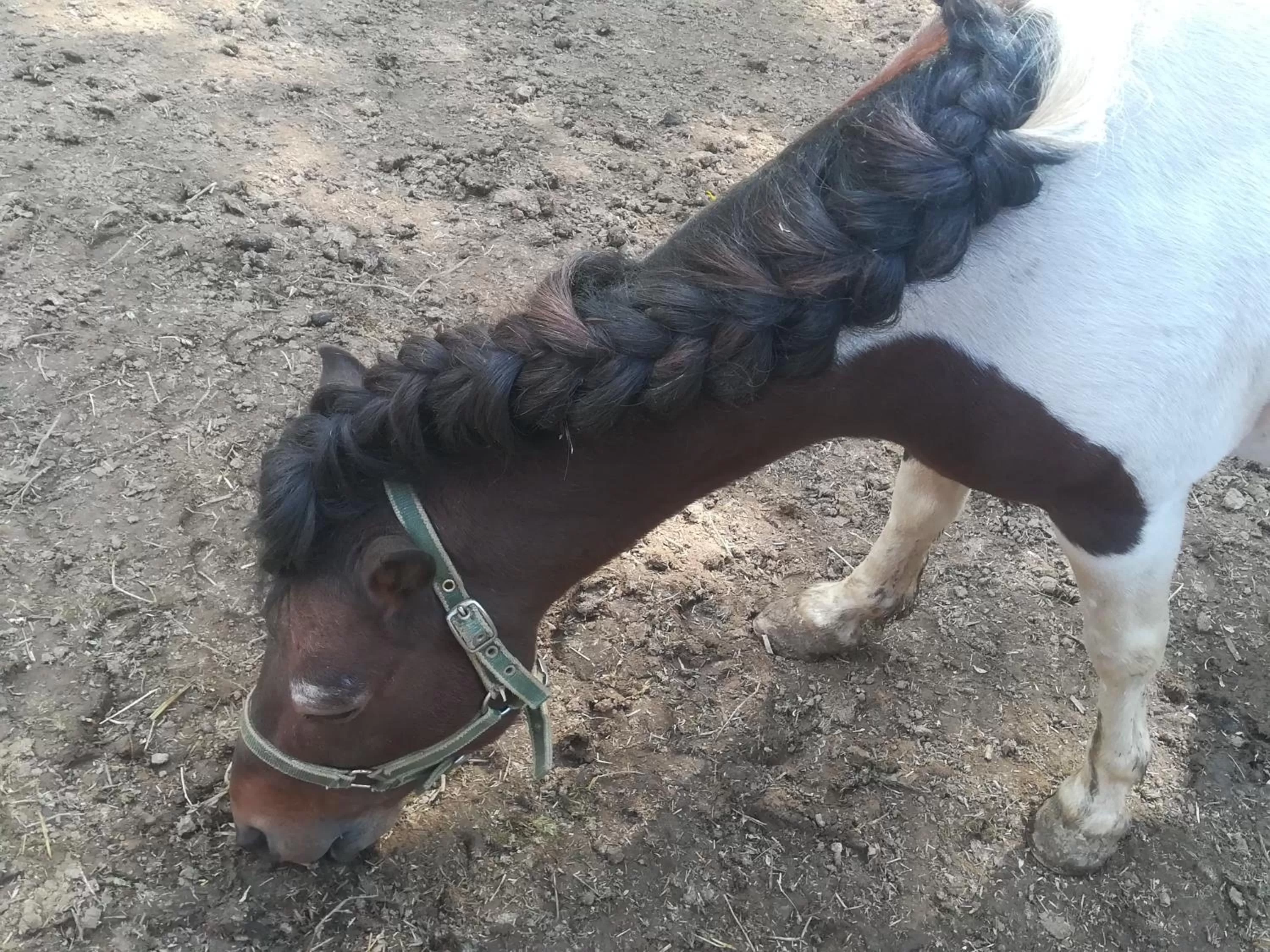 Animals in Etno selo Vile Jefimija, selo Preobrazenje, Vranje