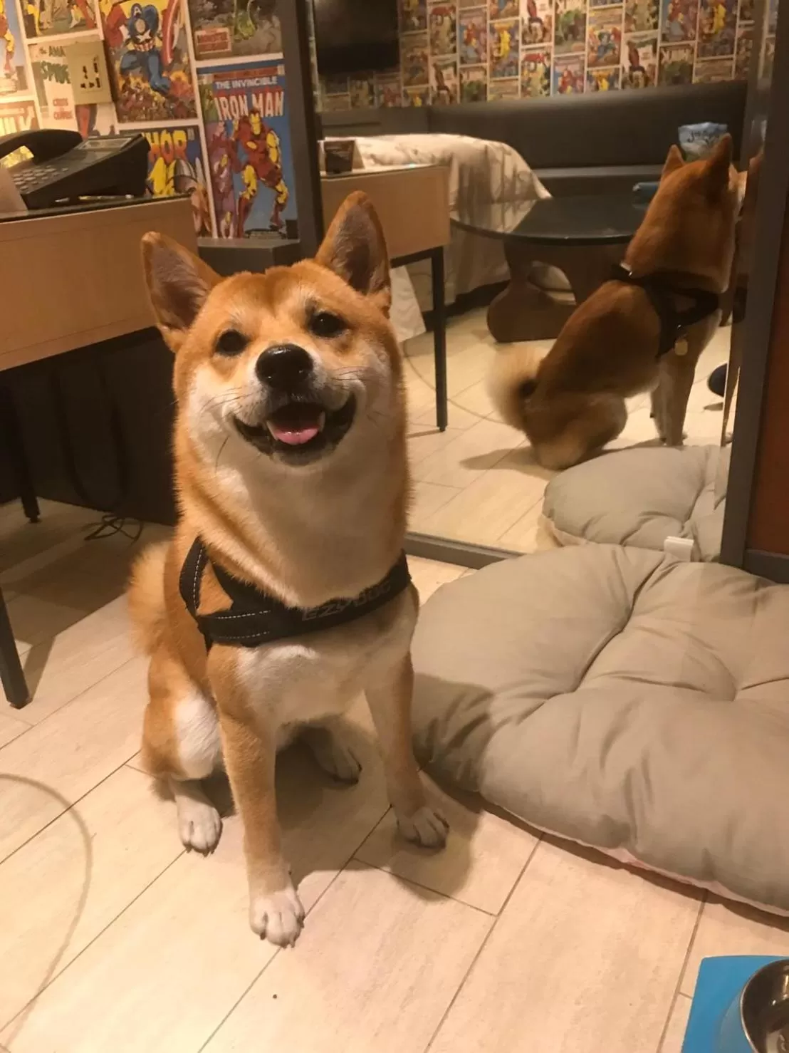 Pets in 合樂商旅 He&Le