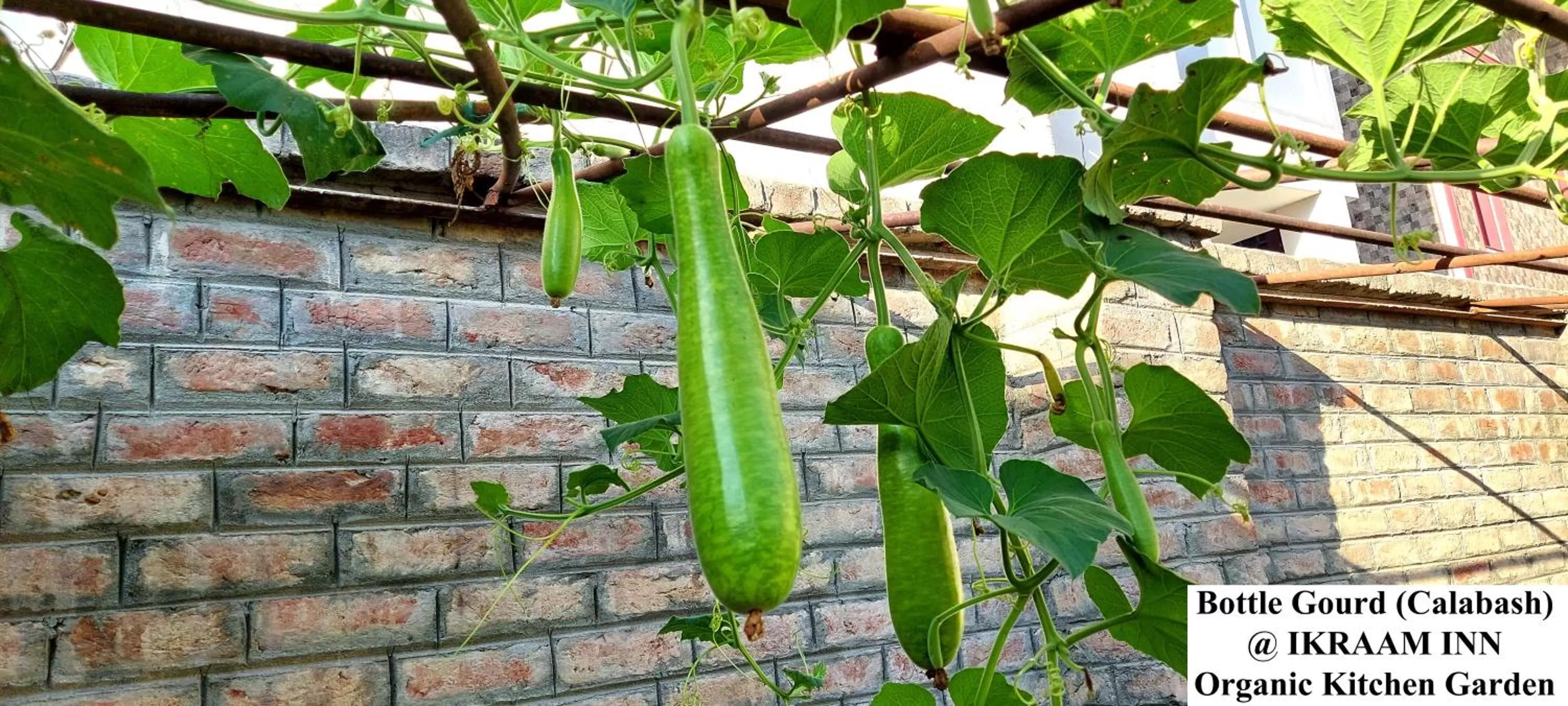 Garden in Ikraam Inn Bed & Breakfast