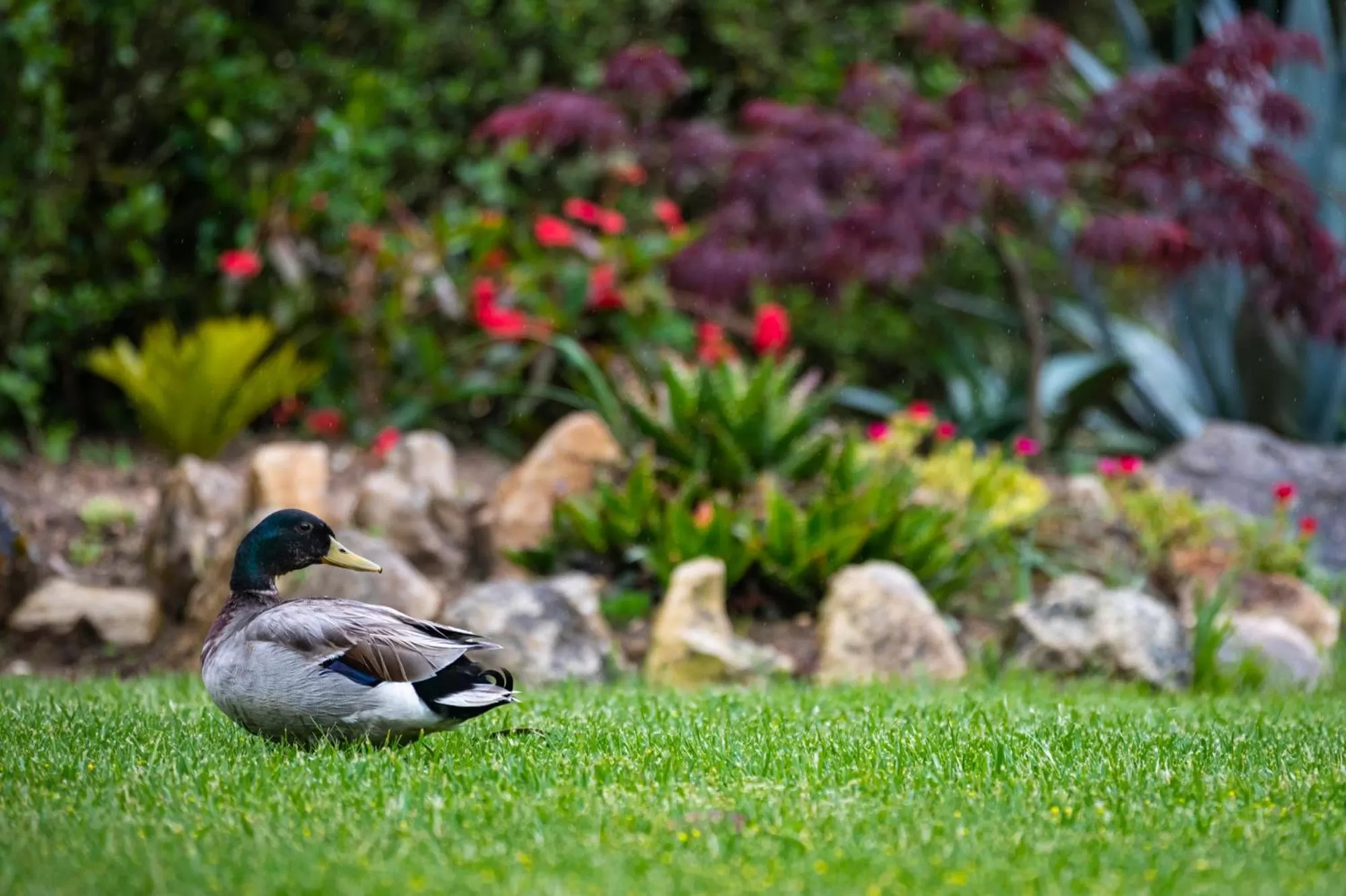Garden in Quinta do Pé Descalço - Country Guesthouse in Sintra